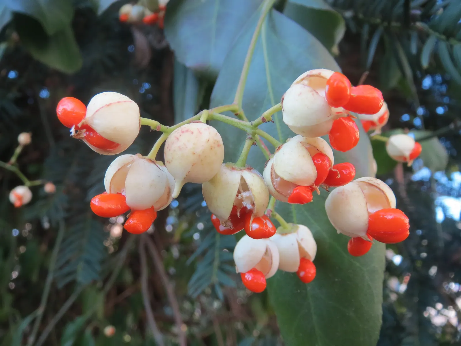 Japanese Euonymus (Euonymus Japonicus 'Grandifolia') — The dark green leaves provide a year-round dense canopy, making it an excellent choice for, image 40