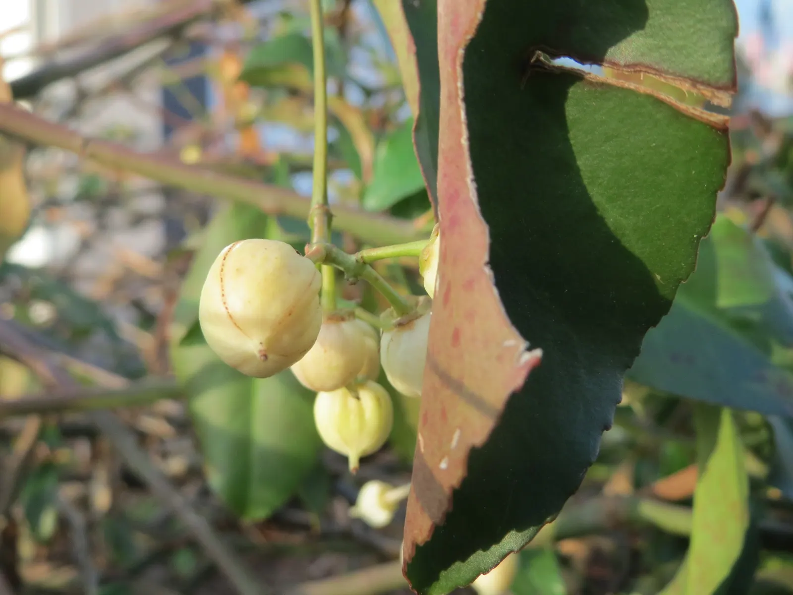 Japanese Euonymus (Euonymus Japonicus 'Grandifolia') — The dark green leaves provide a year-round dense canopy, making it an excellent choice for privacy