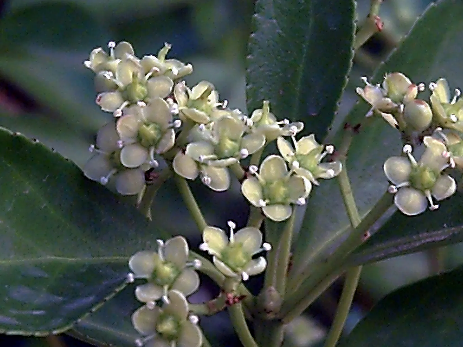 Japanese Euonymus (Euonymus Japonicus 'Grandifolia') — Ideal for creating formal hedges; needing moderate watering