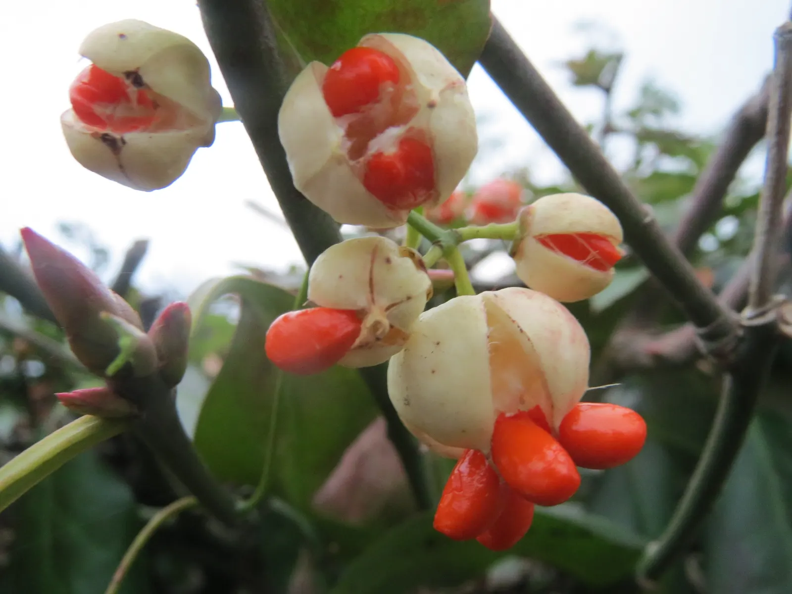 Japanese Euonymus (Euonymus Japonicus 'Grandifolia') — yellow flowers in the garden; with each leaf measuring up to 3 inches long