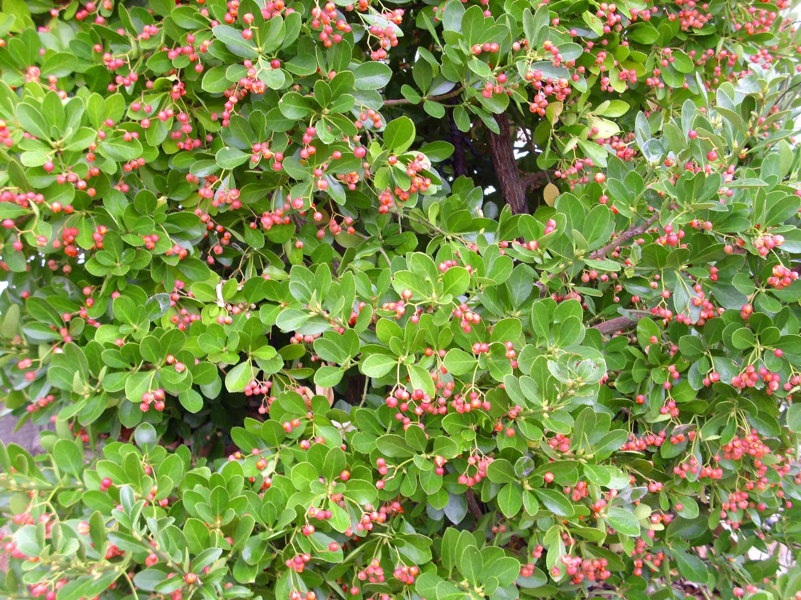 Japanese Euonymus (Euonymus Japonicus 'Grandifolia') — yellow flowers in the garden