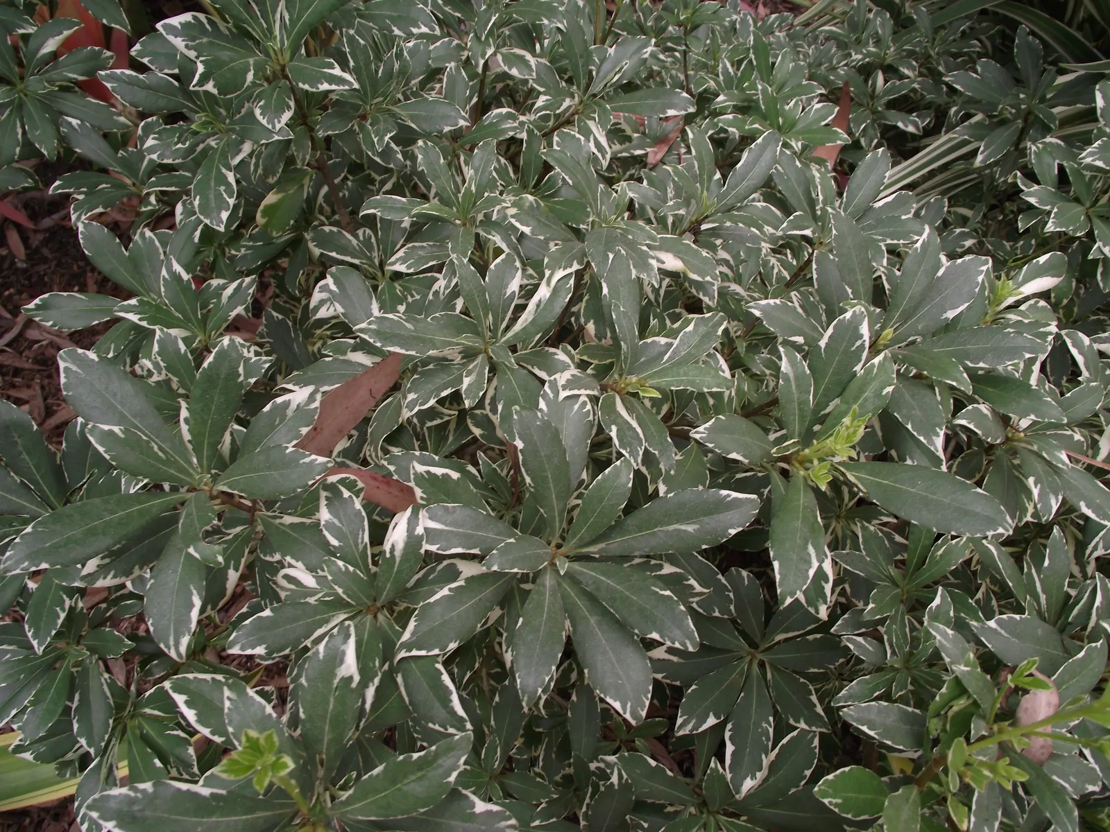 Japanese Euonymus (Euonymus Japonicus 'Grandifolia') — Ideal for hedges or topiary, it reaches a height of 6-8 feet and a spread of 4-6 feet; with each leaf