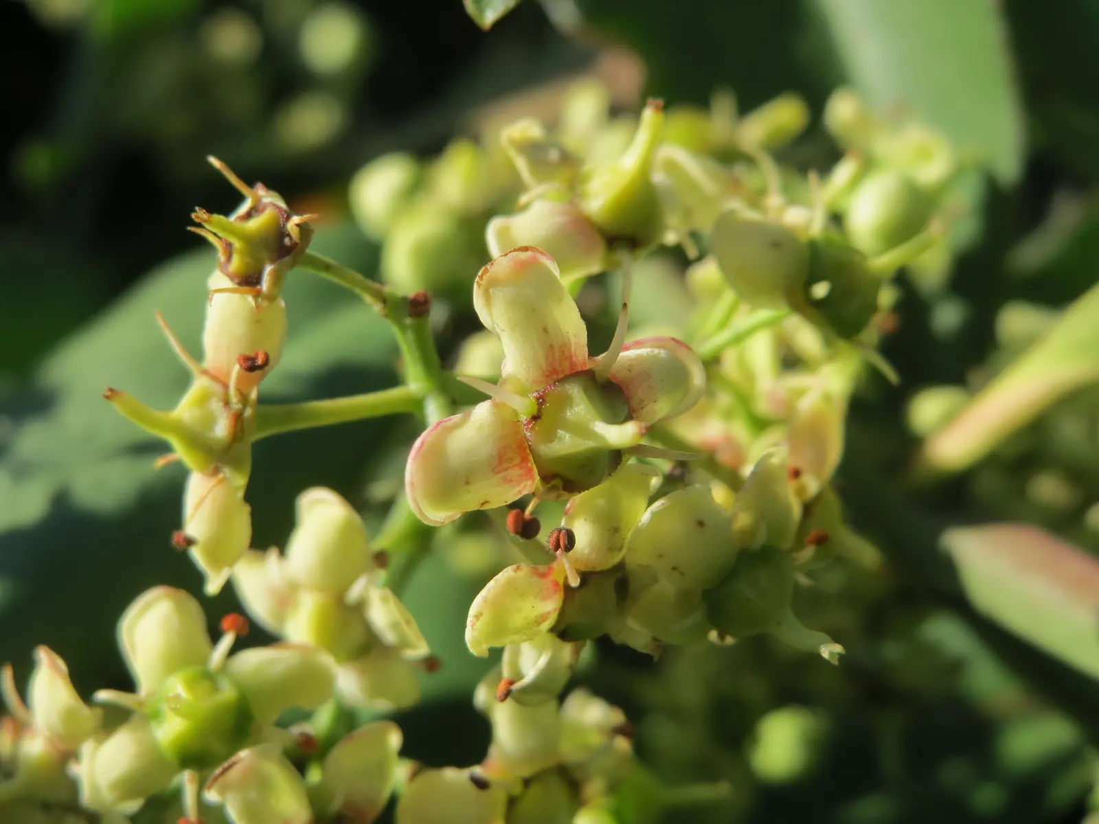 Japanese Euonymus (Euonymus Japonicus 'Grandifolia') — This versatile shrub thrives in full sun to partial shade and is tolerant of various soil types