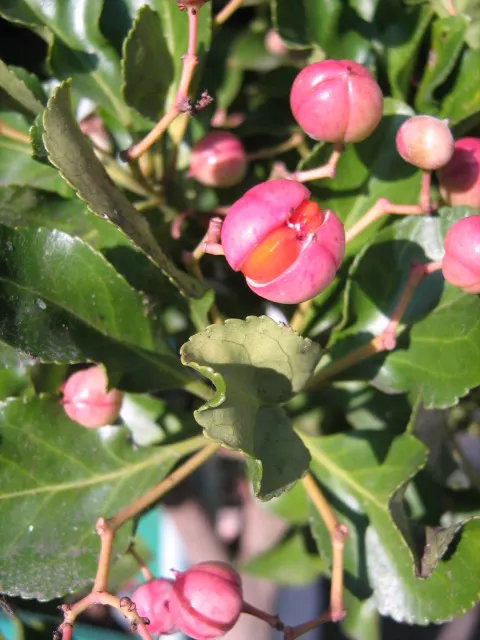 Japanese Euonymus (Euonymus Japonicus 'Grandifolia') — greenish-white flowers in early summer