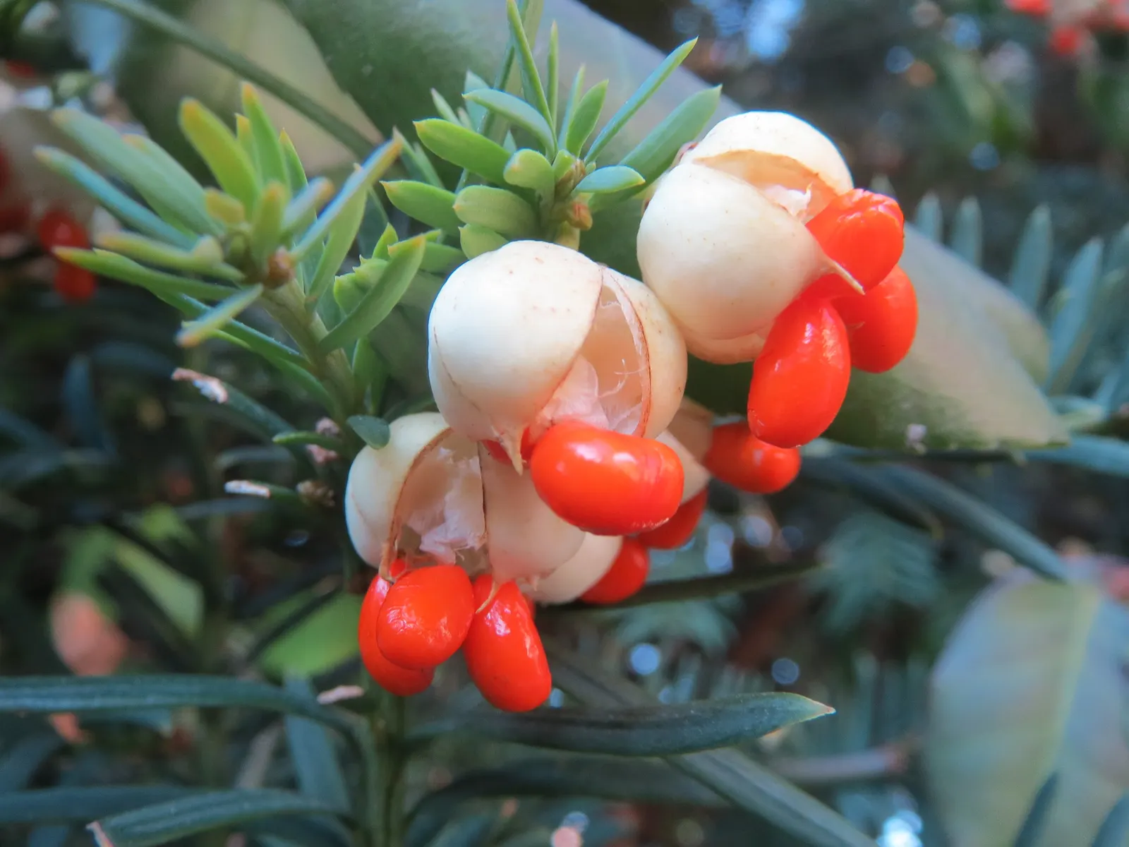 Japanese Euonymus (Euonymus Japonicus 'Grandifolia') — followed by seldom-seen pinkish fruit.<br><br>When designing your landscape