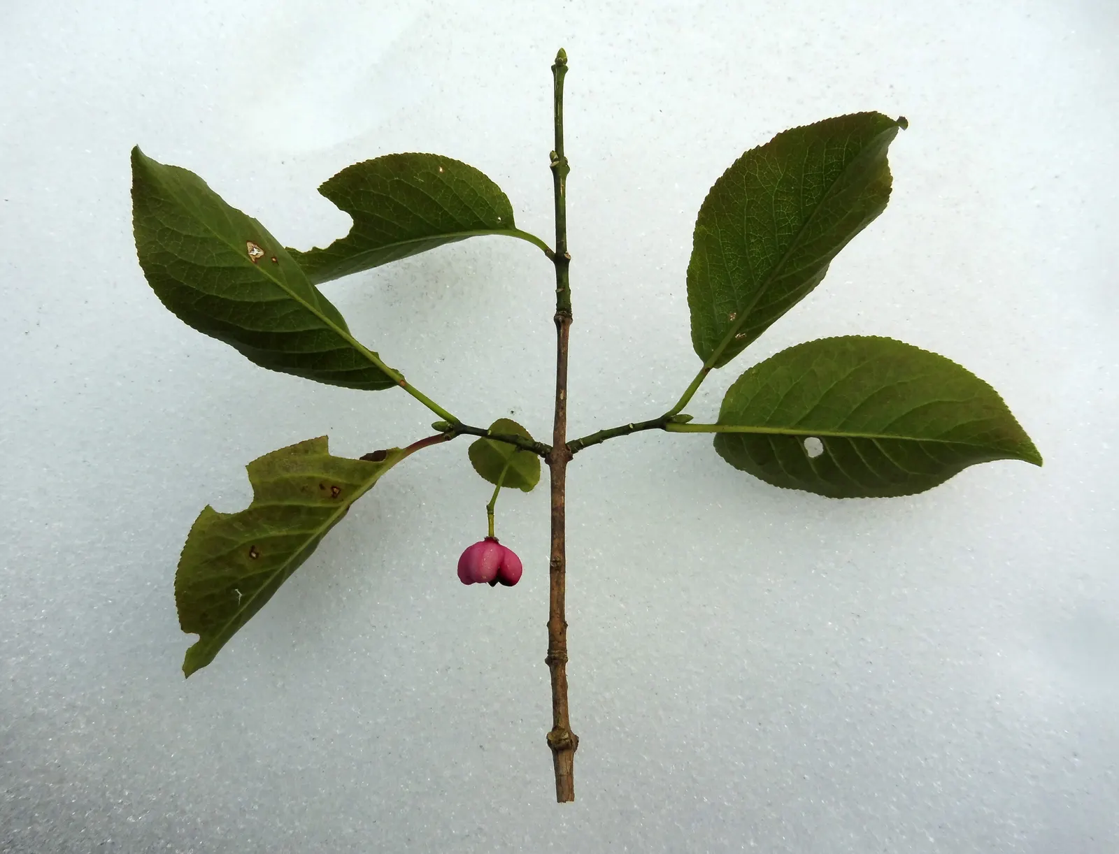 Japanese Euonymus (Euonymus Japonicus 'Grandifolia') — is an evergreen shrub prized for its lush; it's adaptable to a wide range of well-drained soils