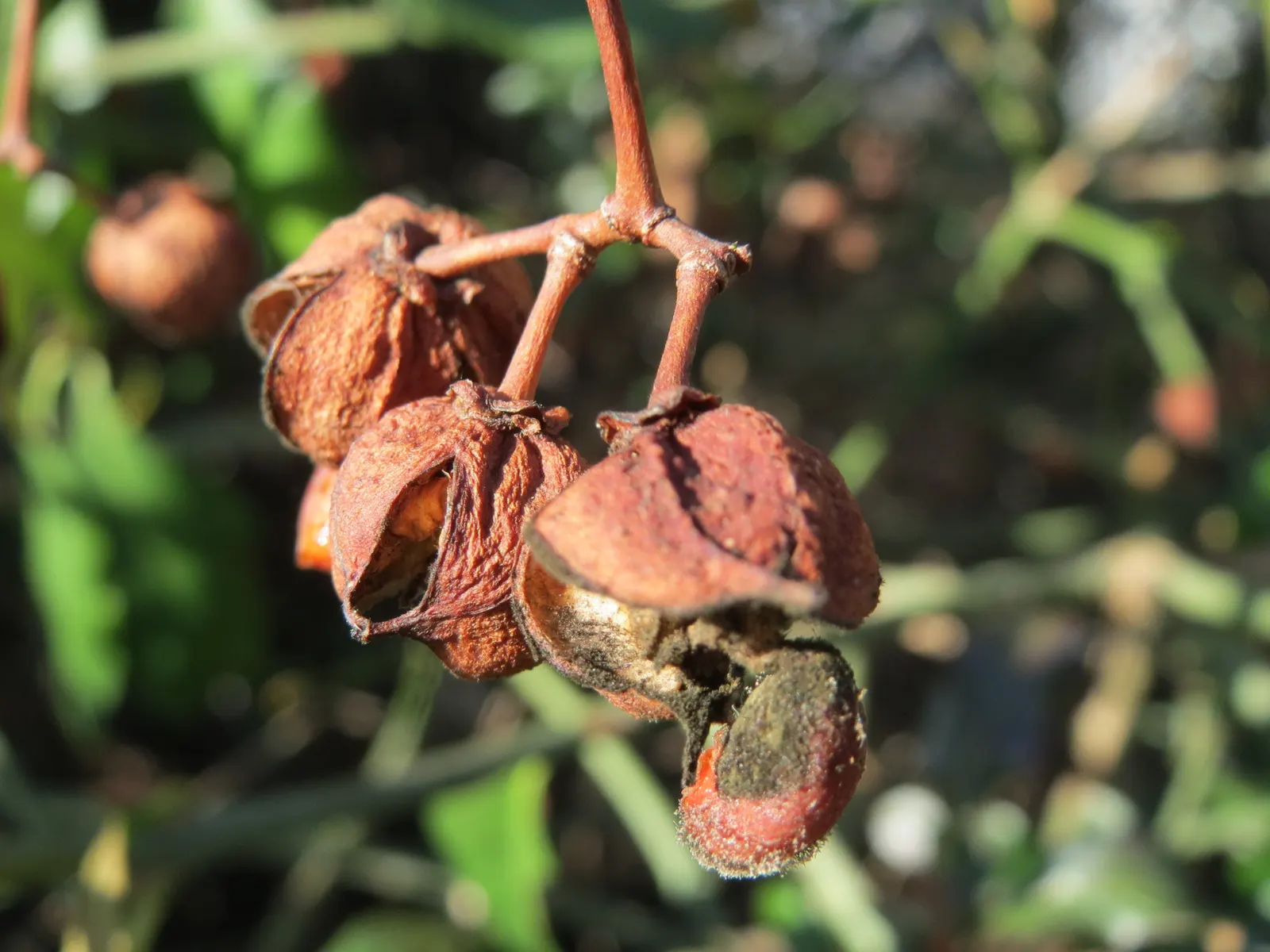 Japanese Euonymus (Euonymus Japonicus 'Grandifolia') — but it thrives best in slightly acidic to neutral soil (pH 6.0-7.5); it's adaptable to a wide range of