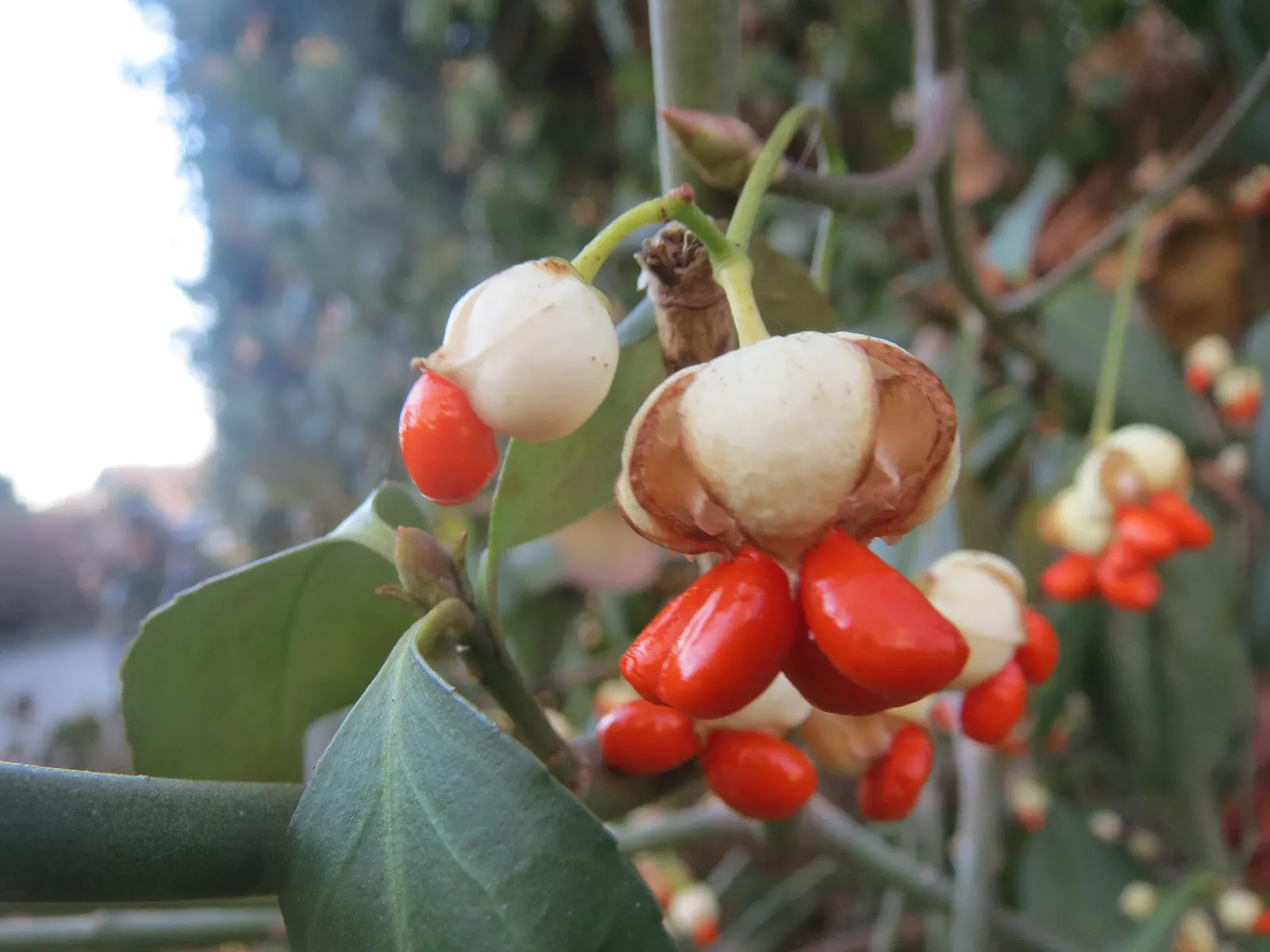 Japanese Euonymus (Euonymus Japonicus 'Grandifolia') — consider positioning the Japanese Euonymus in full sun to partial shade for optimal growth