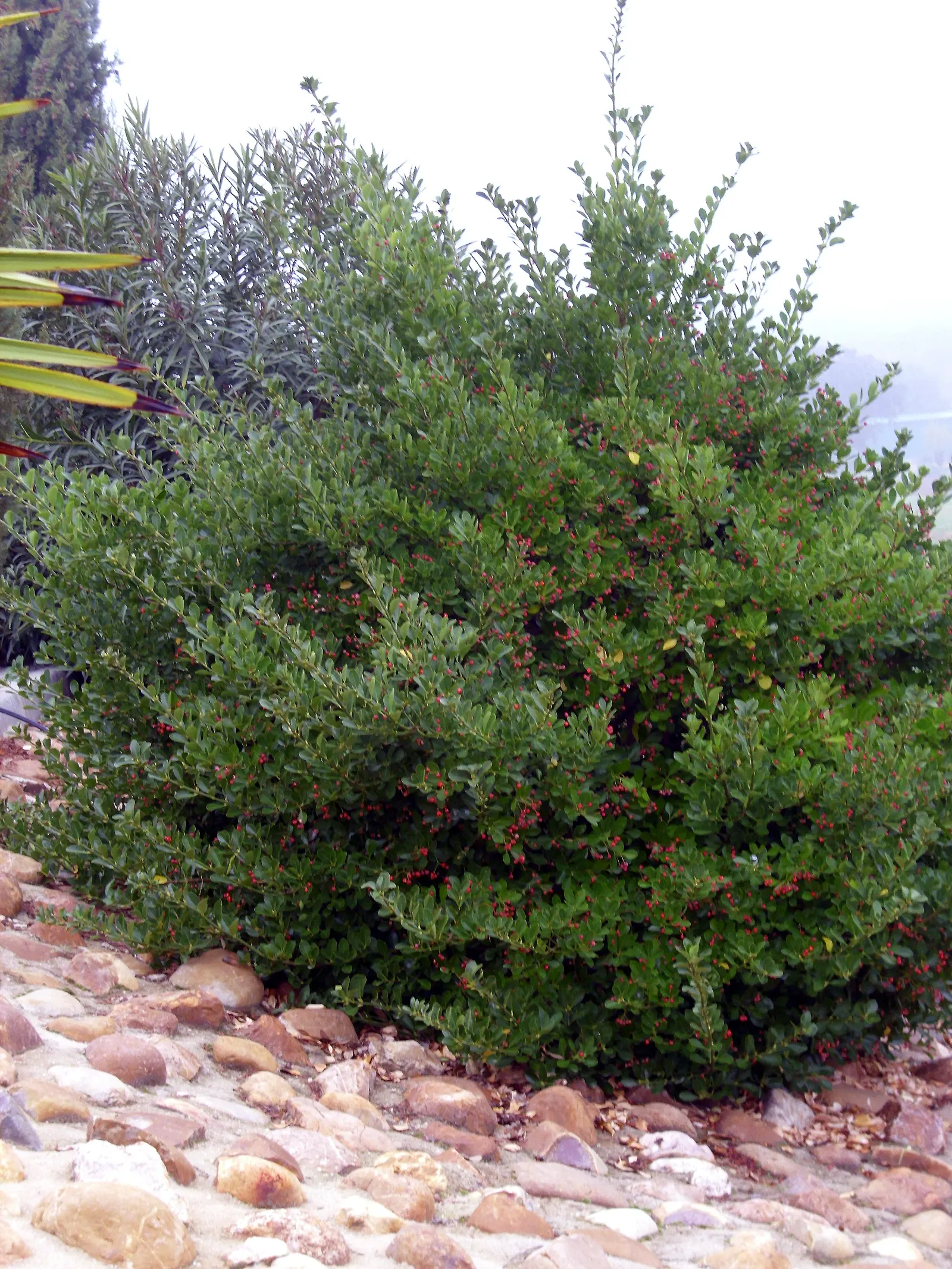 Japanese Euonymus (Euonymus Japonicus 'Grandifolia') — and its fruits are toxic if ingested