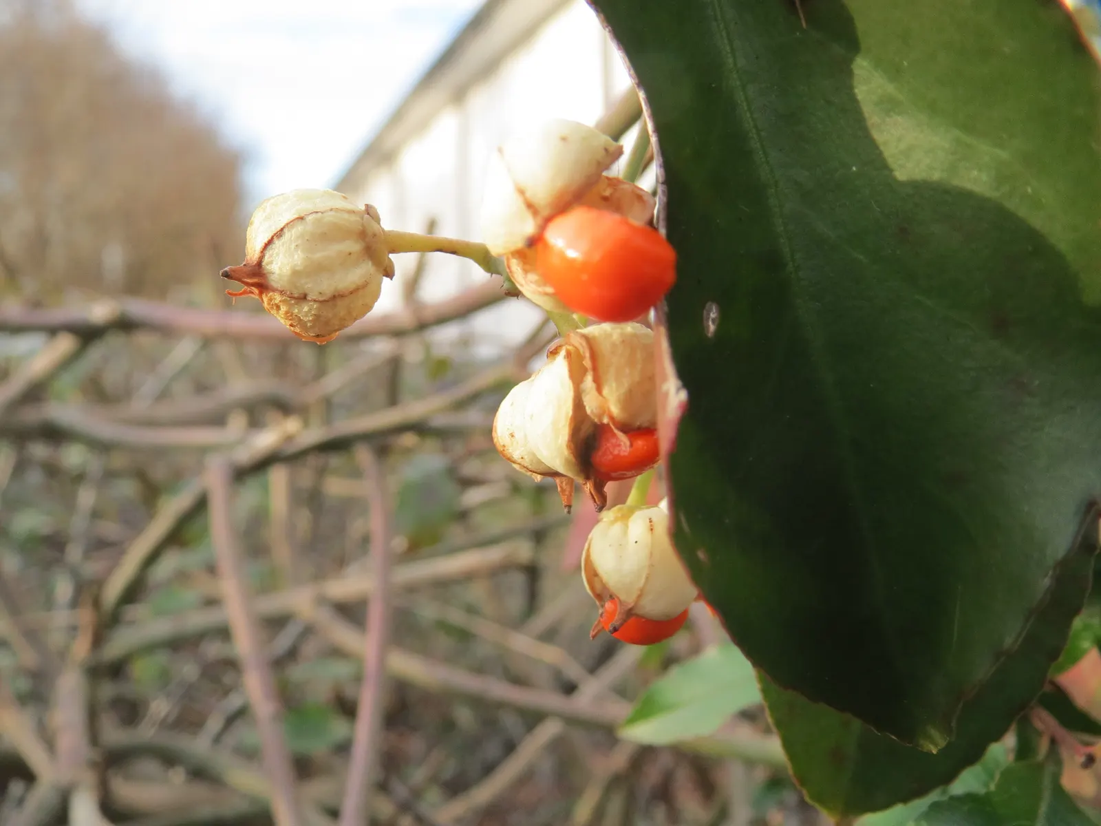 Japanese Euonymus (Euonymus Japonicus 'Grandifolia') — needing moderate watering; always check with local guidelines before incorporating this species into