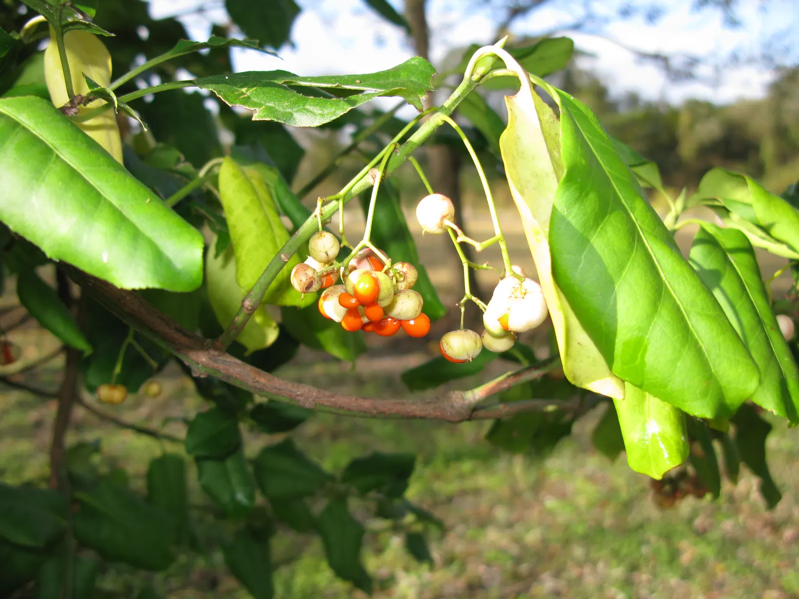 Japanese Euonymus (Euonymus Japonicus 'Grandifolia') — is an evergreen shrub prized for its lush