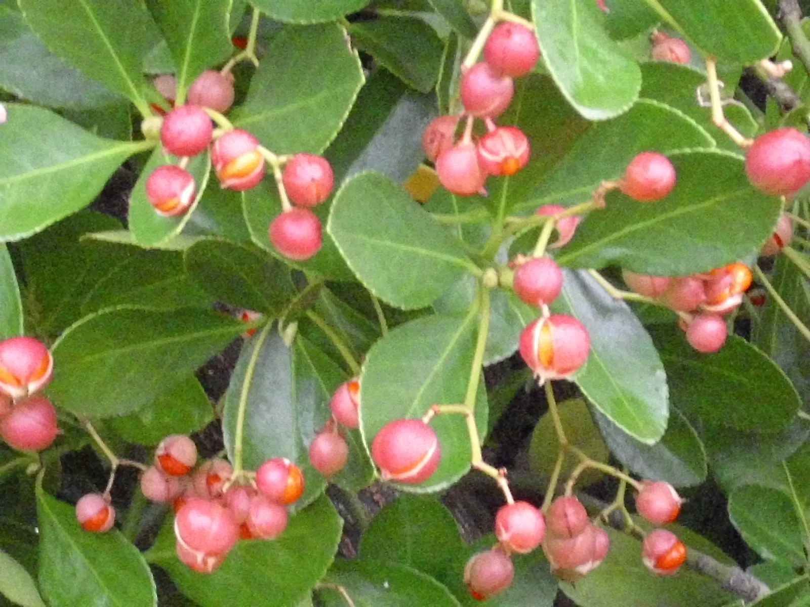 Japanese Euonymus (Euonymus Japonicus 'Grandifolia') — The Japanese Euonymus 'Grandifolia' is a robust evergreen shrub, flourishing with large, image 29