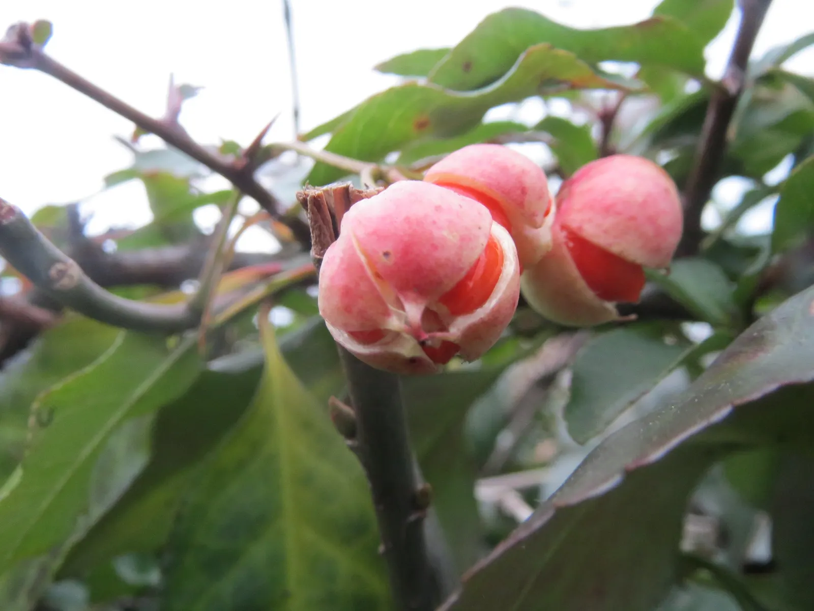 Japanese Euonymus (Euonymus Japonicus 'Grandifolia') — it does produce inconspicuous; with each leaf measuring up to 3 inches long