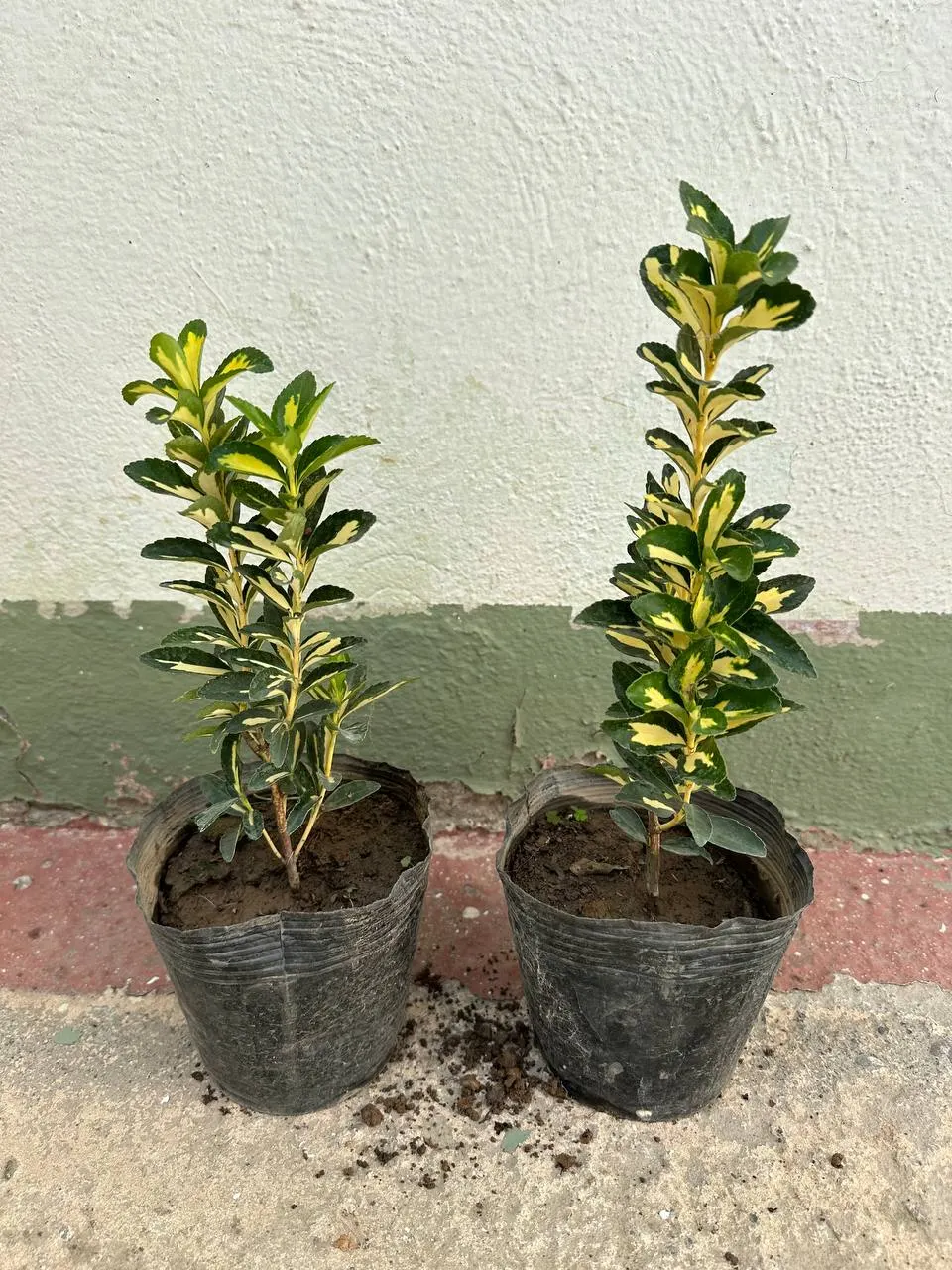 Japanese Euonymus (Euonymus Japonicus 'Grandifolia') — It's adaptable to a wide range of well-drained soils; with each leaf measuring up to 3, image 74