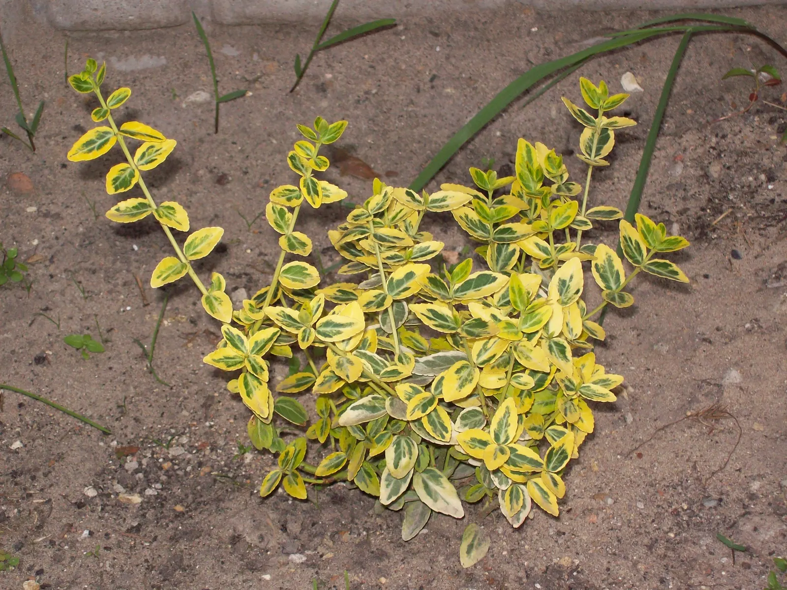 Japanese Euonymus (Euonymus Japonicus 'Grandifolia') — greenish-white flowers in early summer; it's adaptable to a wide range of well-drained soils, image 71