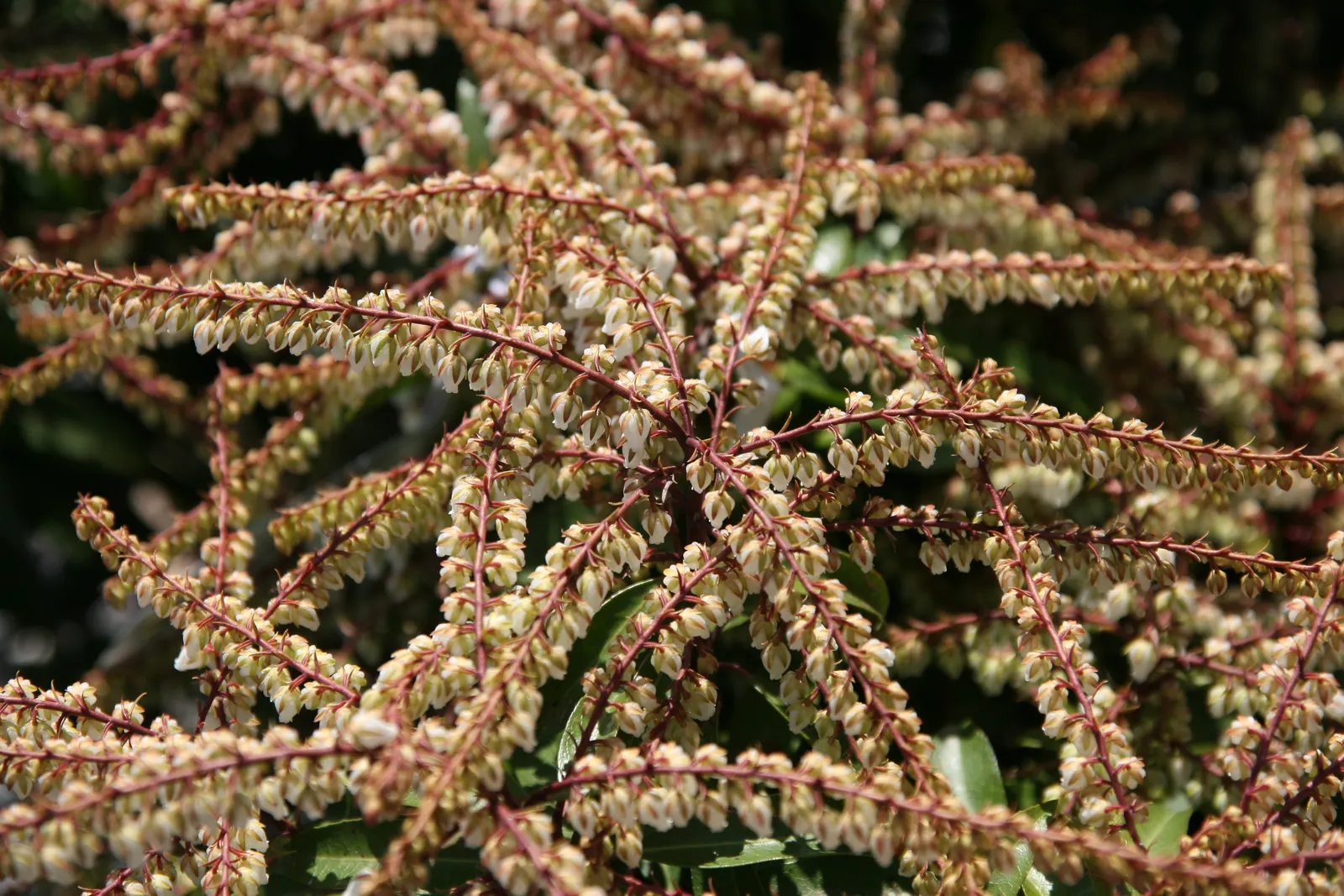 Brouwers Beauty Andromeda (Pieris Japonica 'Brouwers Beauty') — contrasting deep green leaves which turn fiery red in autumn