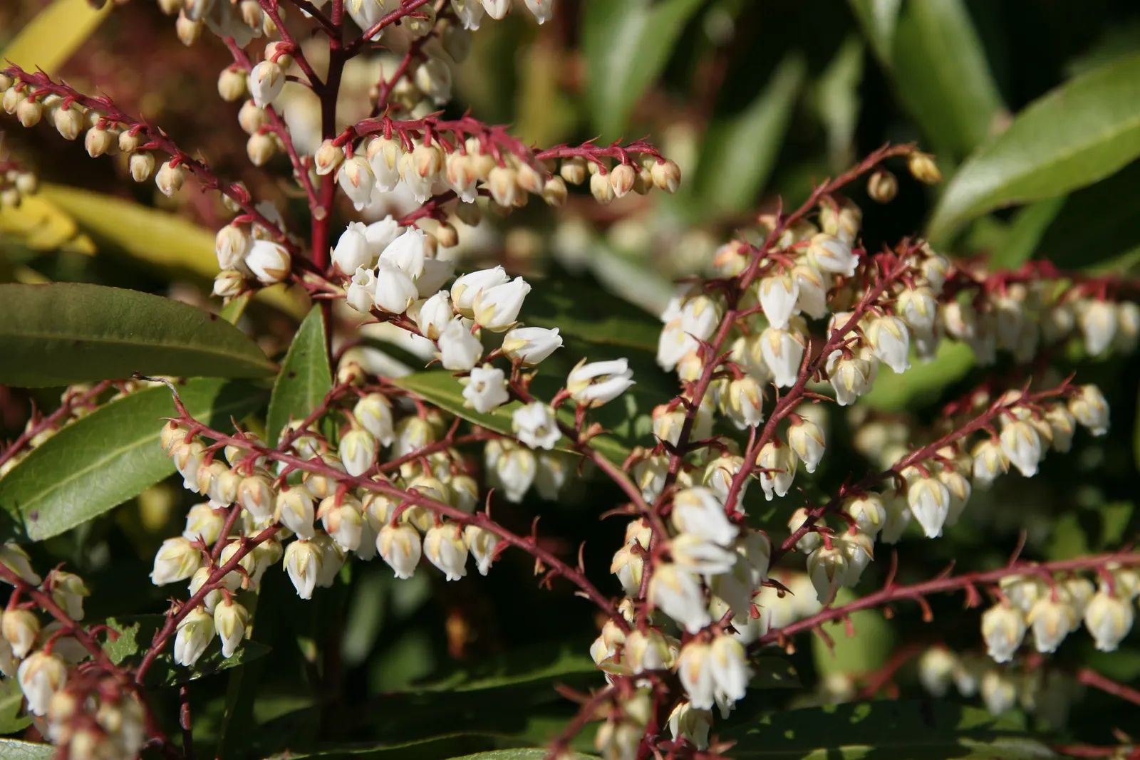 Brouwers Beauty Andromeda (Pieris Japonica 'Brouwers Beauty') — Ideal for border accents or foundation plantings in zones 5-8, requiring minimal maintenance