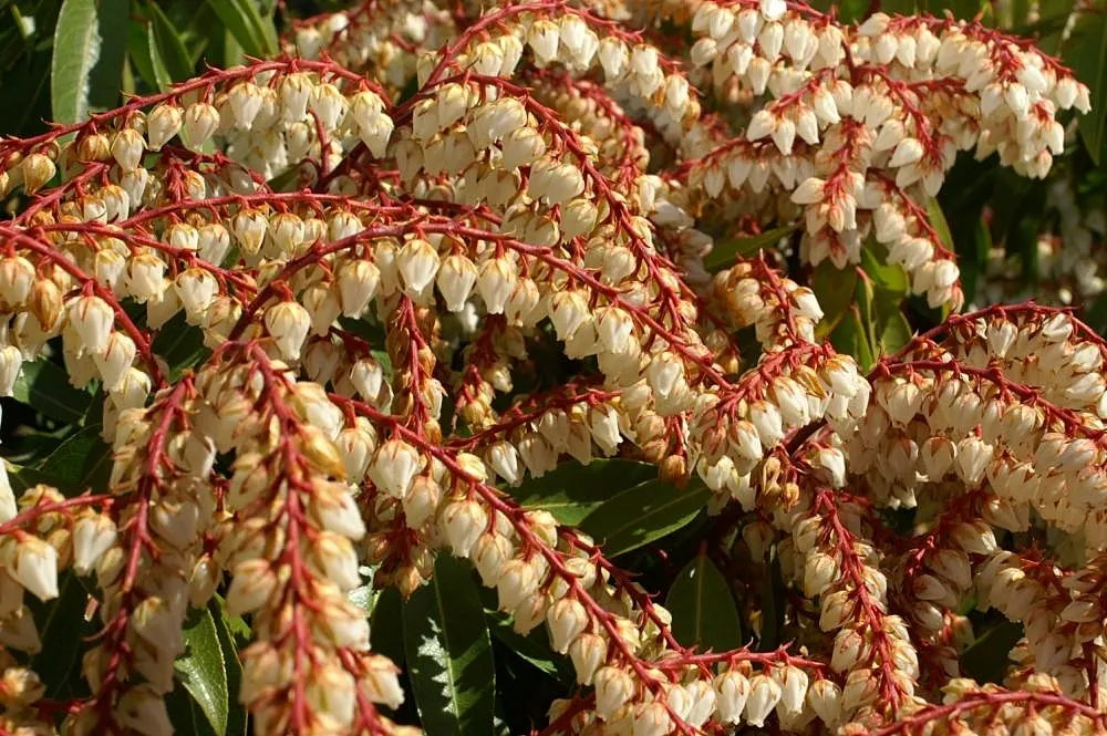 Brouwers Beauty Andromeda (Pieris Japonica 'Brouwers Beauty') — Cascading clusters of creamy white flowers bloom in early spring