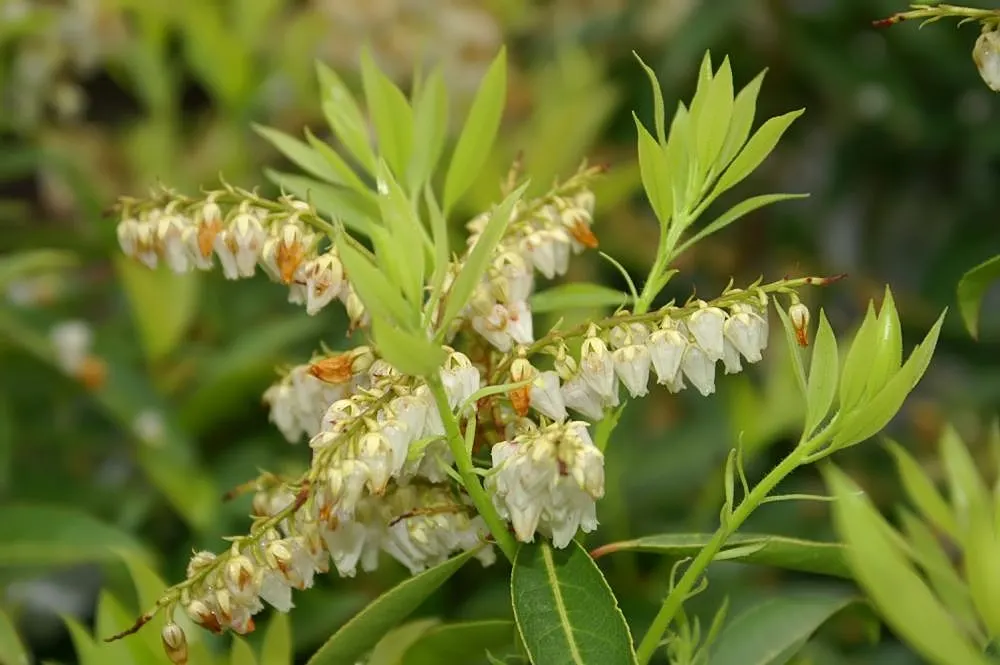 Brouwers Beauty Andromeda (Pieris Japonica 'Brouwers Beauty') — Thrives in partial shade with well-drained, acidic soil