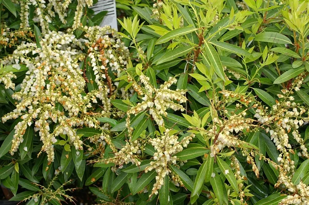 Brouwers Beauty Andromeda (Pieris Japonica 'Brouwers Beauty') — Mature size reaches 4-6 feet in height and 3-5 feet wide