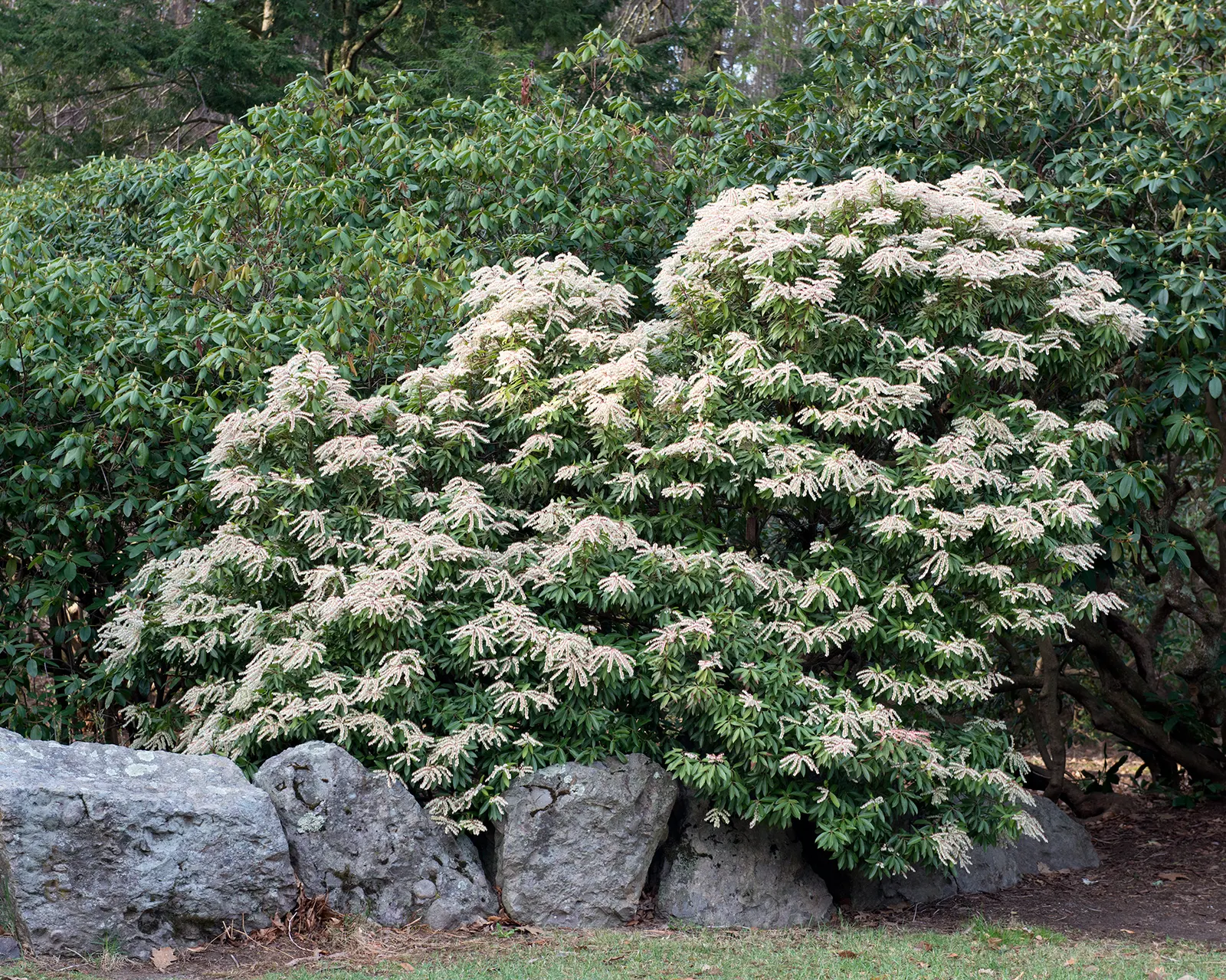 Brouwers Beauty Andromeda (Pieris Japonica 'Brouwers Beauty') — The Brouwers Beauty Andromeda is a hybrid Pieris exhibiting lush, evergreen foliage