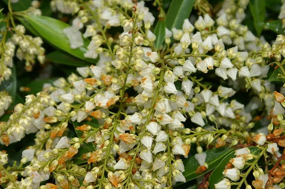 Brouwers Beauty Andromeda (Pieris Japonica 'Brouwers Beauty') — Hardy and disease-resistant