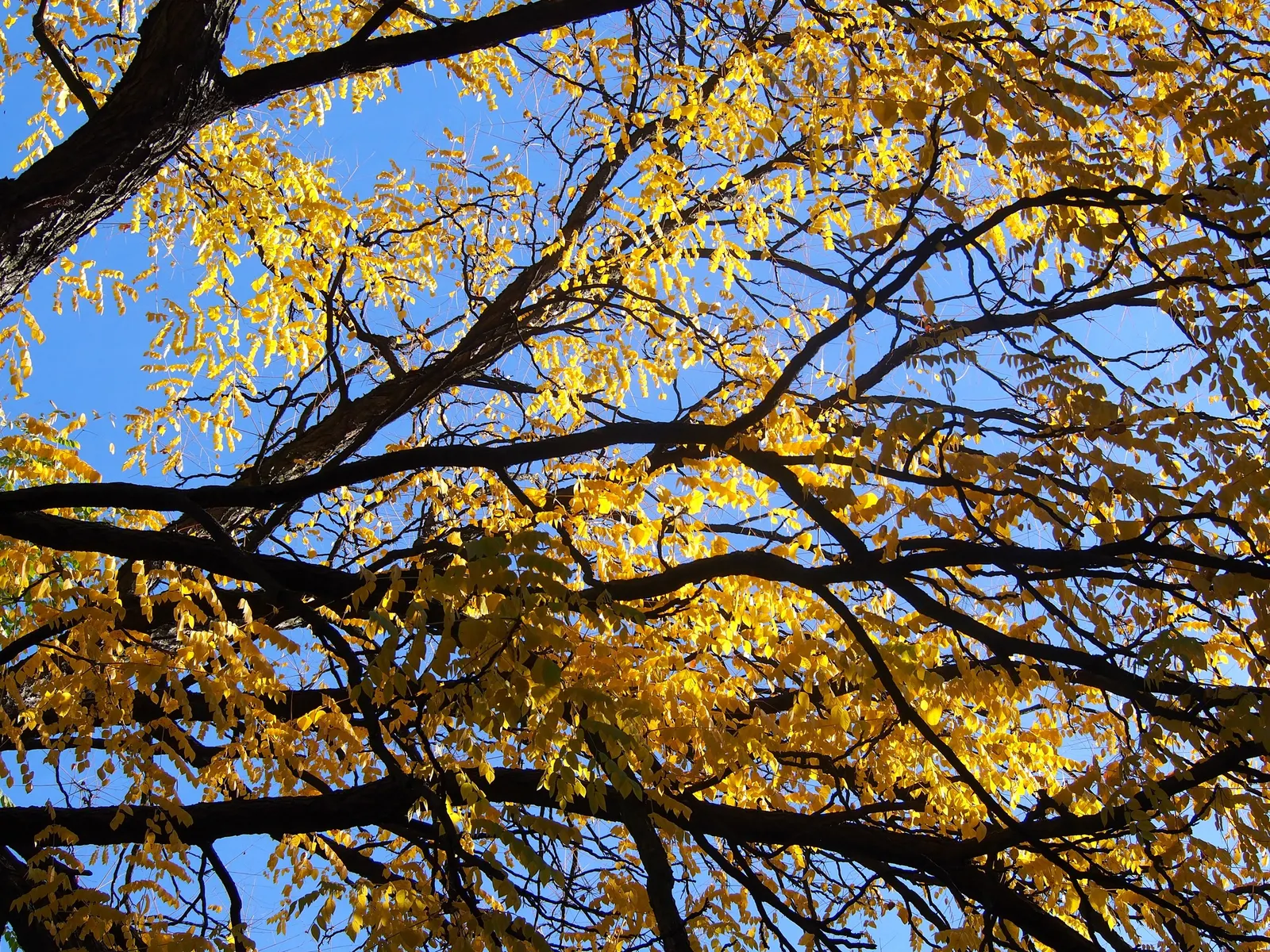 Kentucky Coffee Tree (Gymnocladus Dioicus) — It possesses a coarse, irregular growth habit and stout branches that bear large, bipinnate leaves; while male