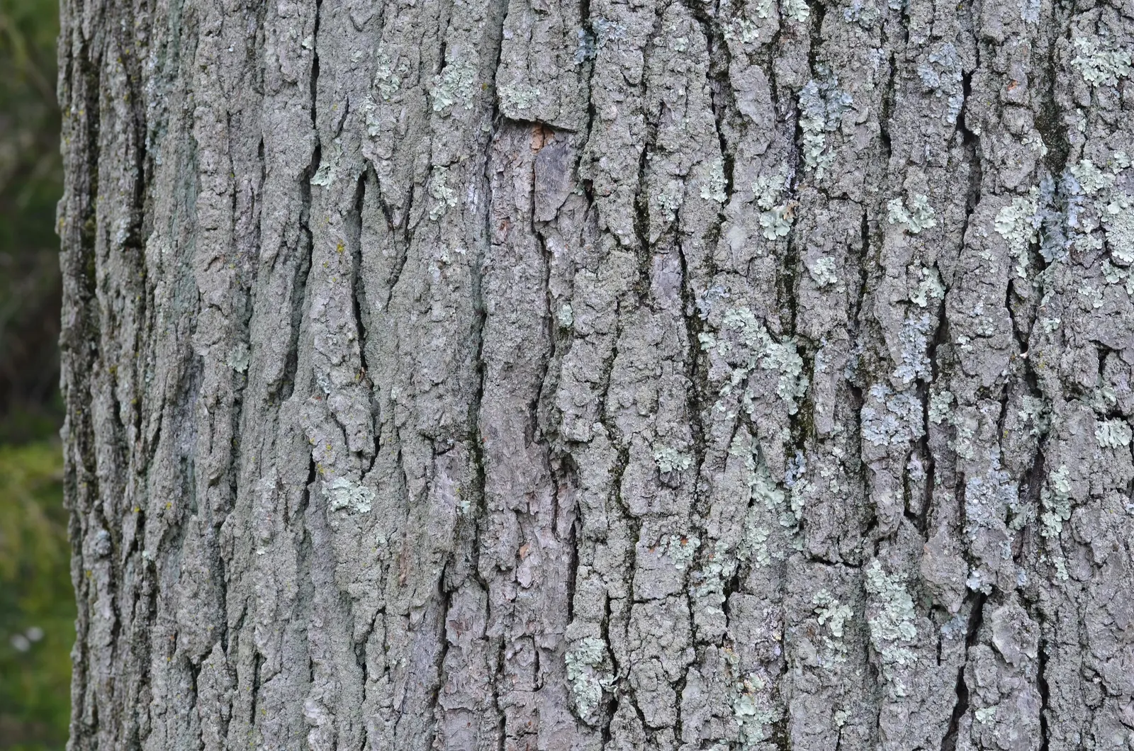 Kentucky Coffee Tree (Gymnocladus Dioicus) — Boasting an impressive height at maturity; yet sophisticated presence to any landscape design
