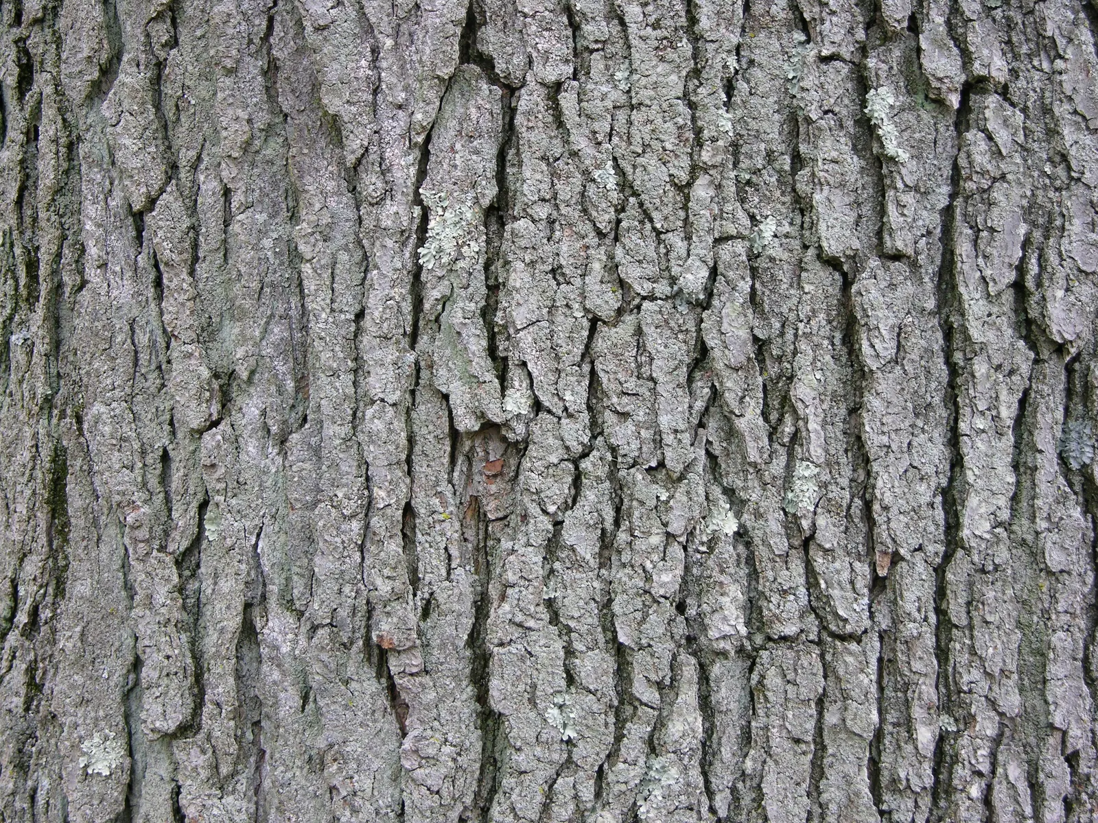 Kentucky Coffee Tree (Gymnocladus Dioicus) — These bluish-green leaves provide a light; which add a sculptural element to the winter landscape