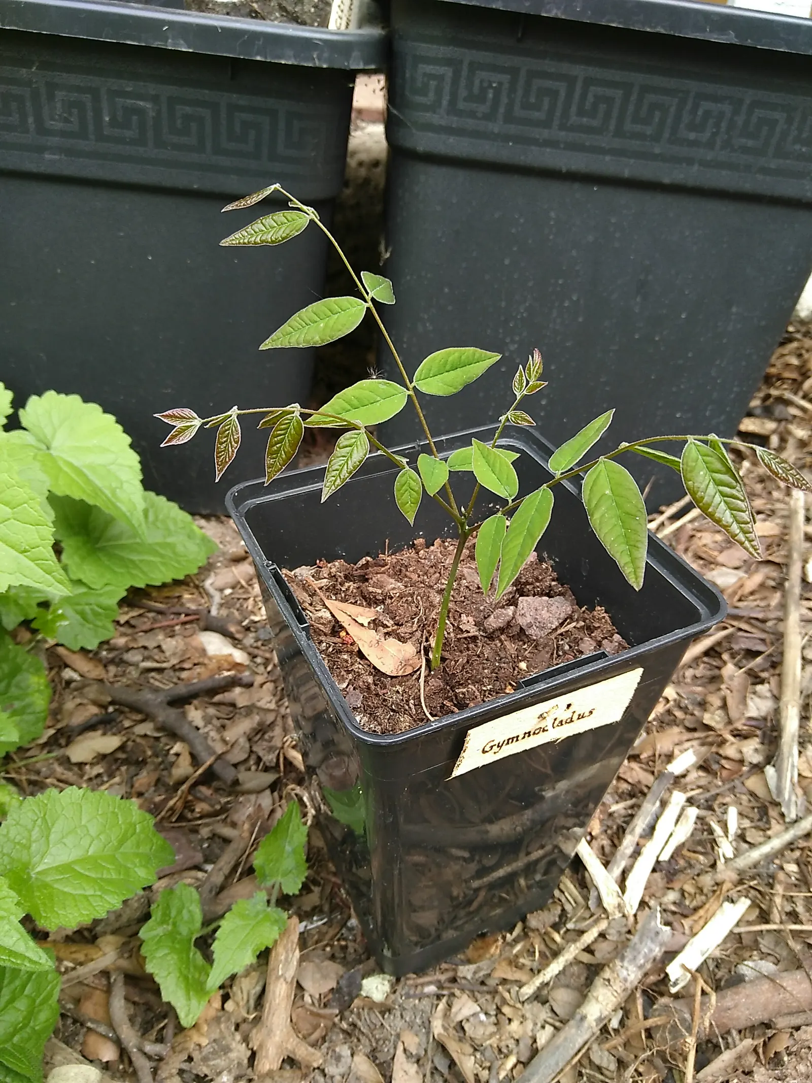 Kentucky Coffee Tree (Gymnocladus Dioicus) — It thrives in full sun and is tolerant of a variety of soil conditions; is a distinctive and picturesque species