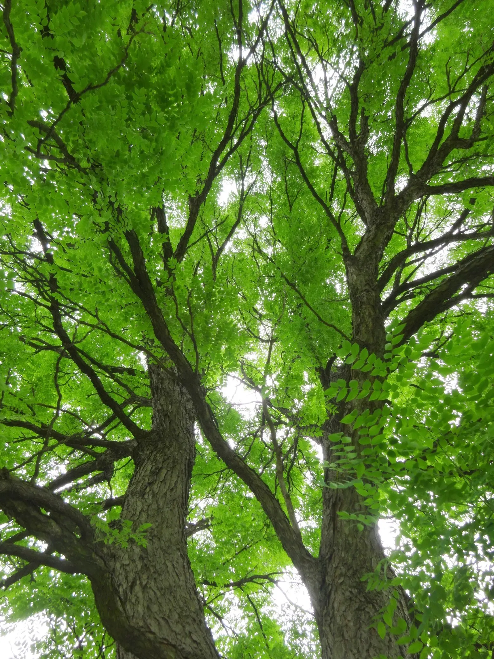 Kentucky Coffee Tree (Gymnocladus Dioicus) — Ideal for large spaces, it offers striking winter silhouette