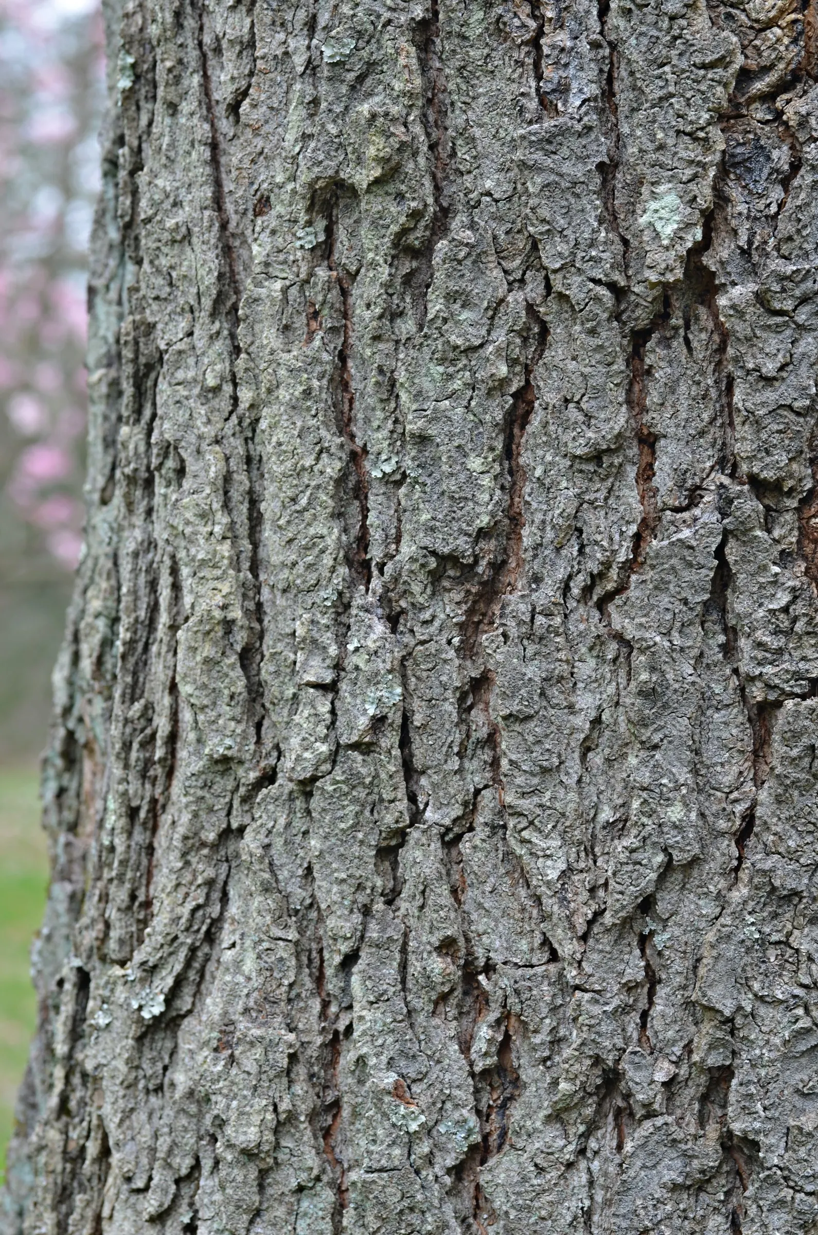 Kentucky Coffee Tree (Gymnocladus Dioicus) — meaning each tree is either male or female; in late spring, it produces fragrant, white flowers, followed by