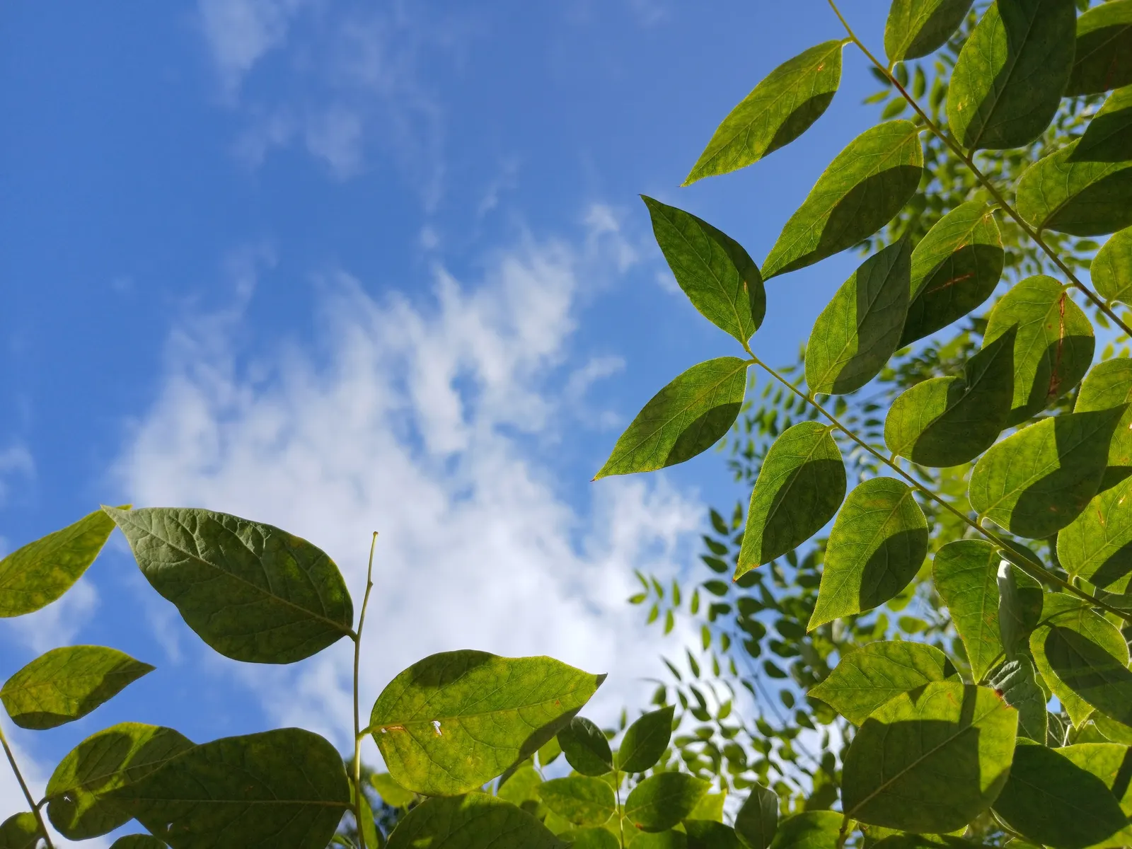 Kentucky Coffee Tree (Gymnocladus Dioicus) — making it a resilient and low-maintenance option for the discerning client