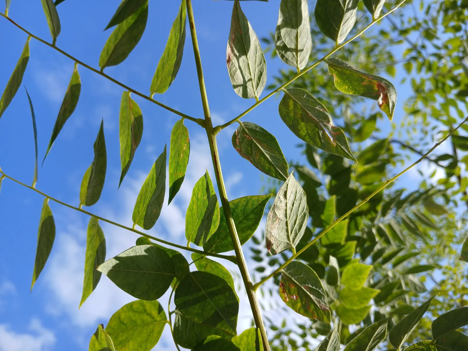 Kentucky Coffee Tree (Gymnocladus Dioicus) — Boasting an impressive height at maturity