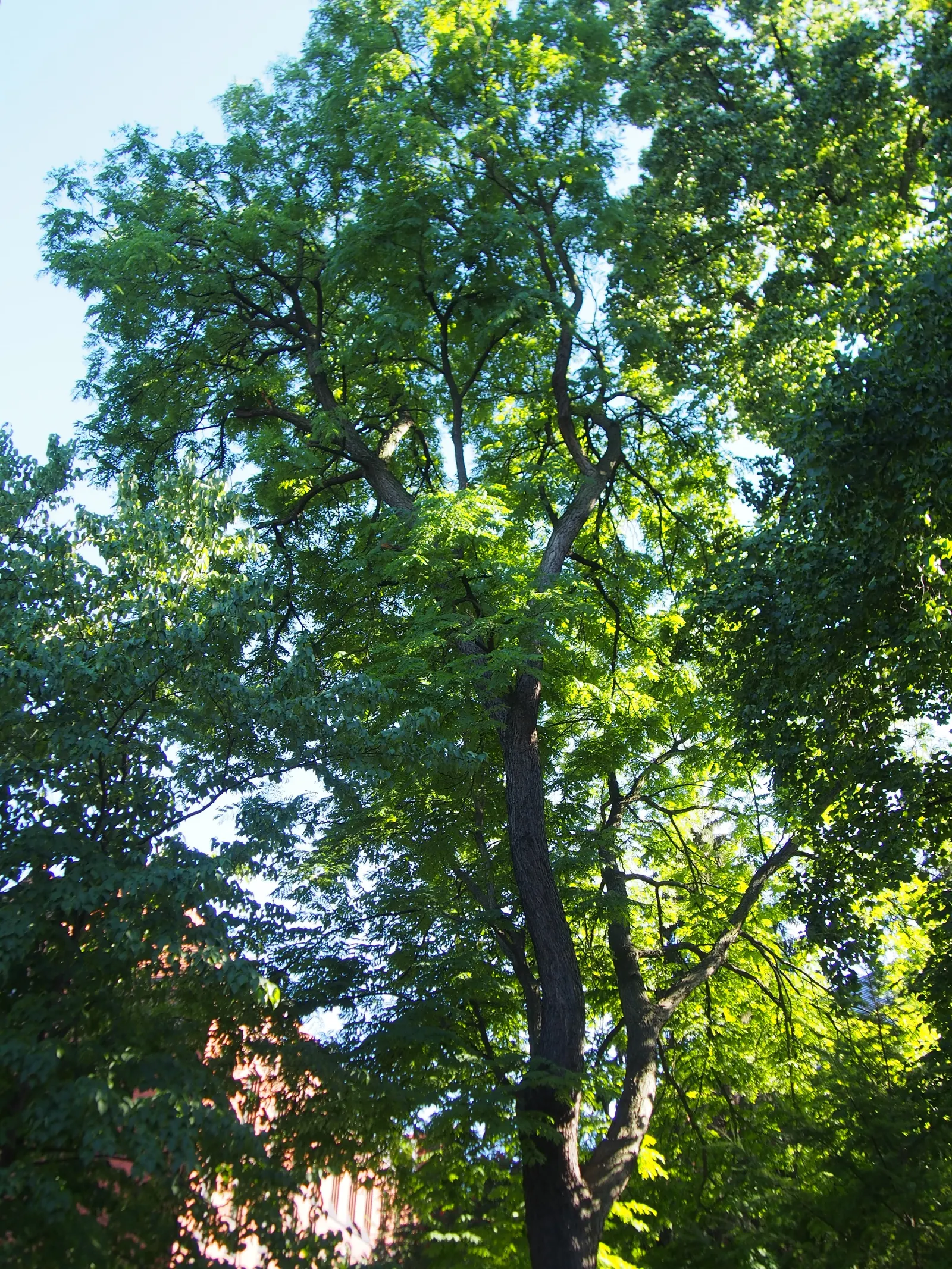 Kentucky Coffee Tree (Gymnocladus Dioicus) — which are among the largest of any temperate tree species; it possesses a coarse, irregular growth habit and stout