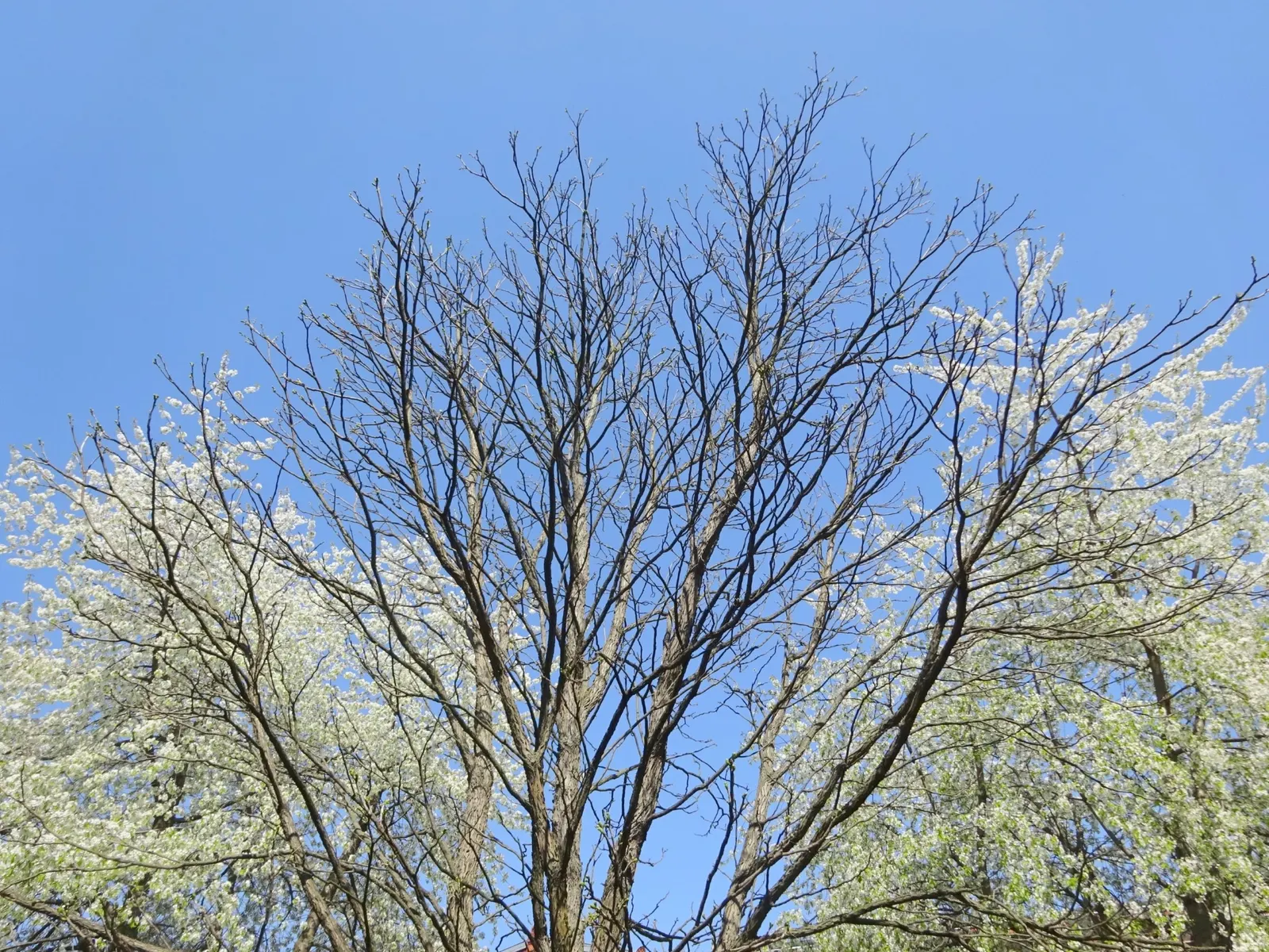 Kentucky Coffee Tree (Gymnocladus Dioicus) — reaching heights of 60-75 feet with a 40-50 feet spread