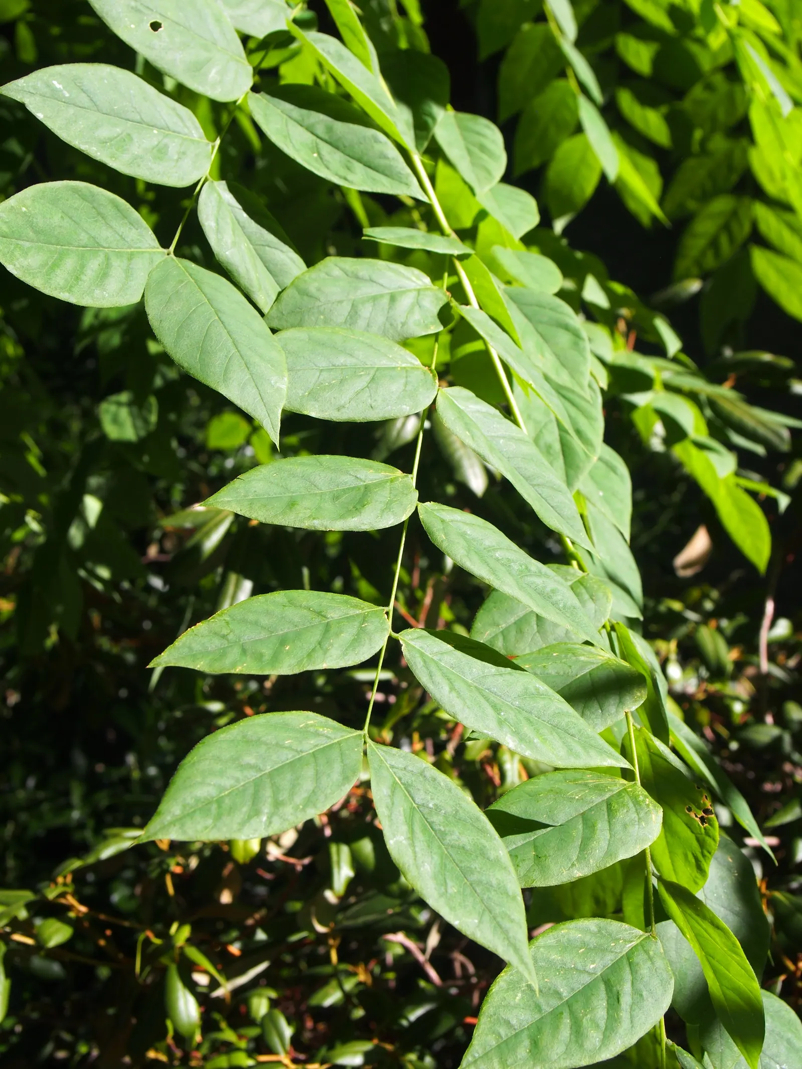 Kentucky Coffee Tree (Gymnocladus Dioicus) — the Kentucky Coffee Tree is a versatile choice for a range of climates; tree for full
