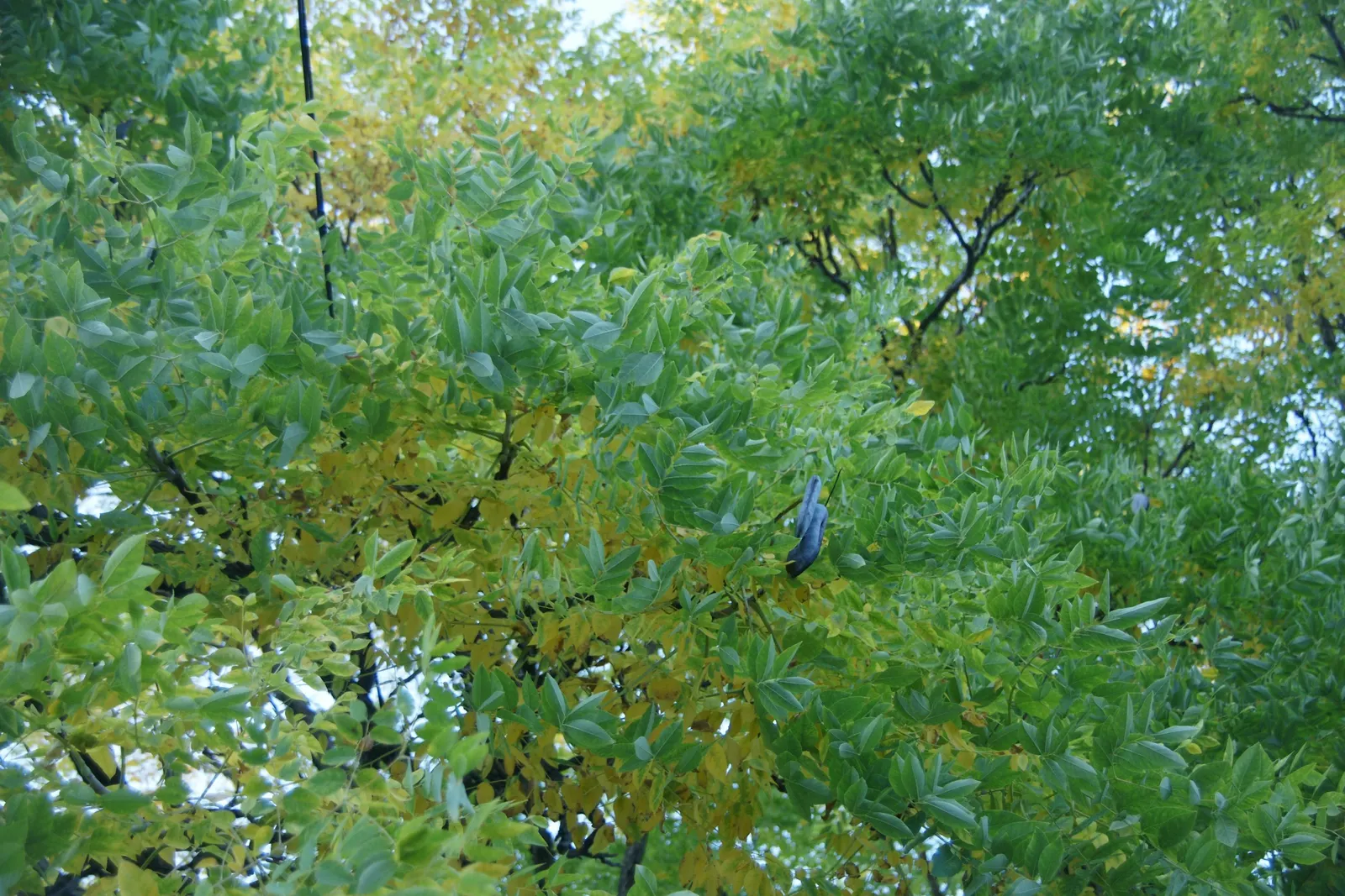 Kentucky Coffee Tree (Gymnocladus Dioicus) — this tree typically reaches between 60 and 75 feet with a canopy spread of 40 to 50 feet; dappled shade in summer