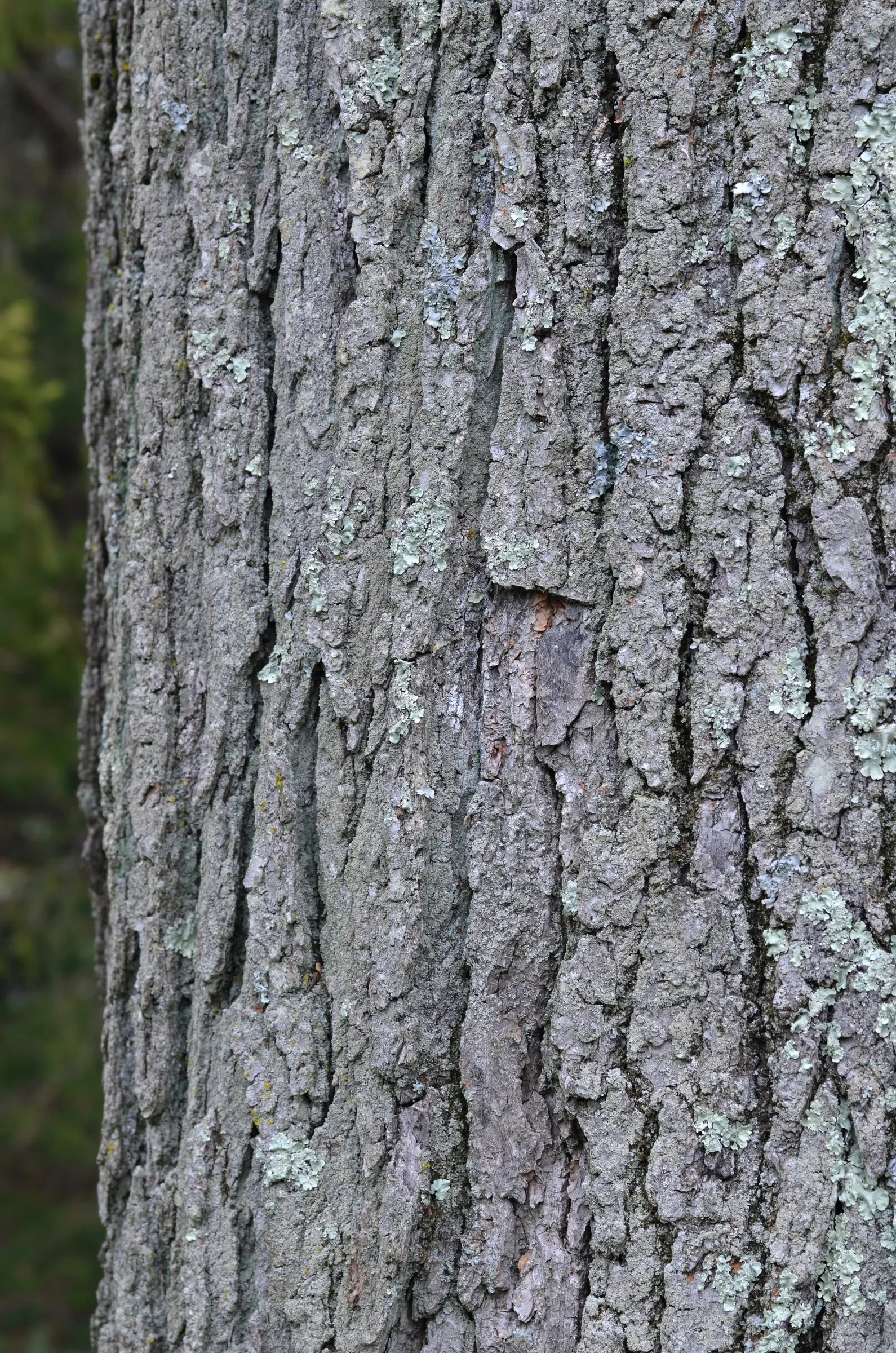 Kentucky Coffee Tree (Gymnocladus Dioicus) — is a distinctive and picturesque species that offers a bold; it thrives in full sun and is tolerant of a variety