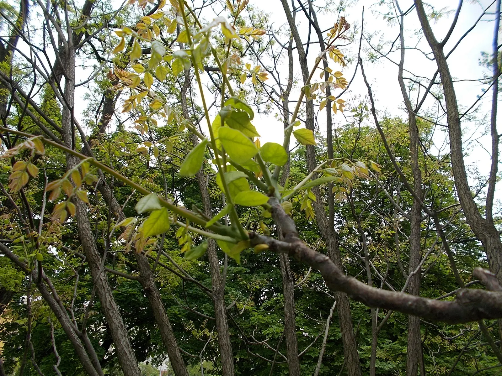 Kentucky Coffee Tree (Gymnocladus Dioicus) — including dry and alkaline soils; these bluish-green leaves provide a light