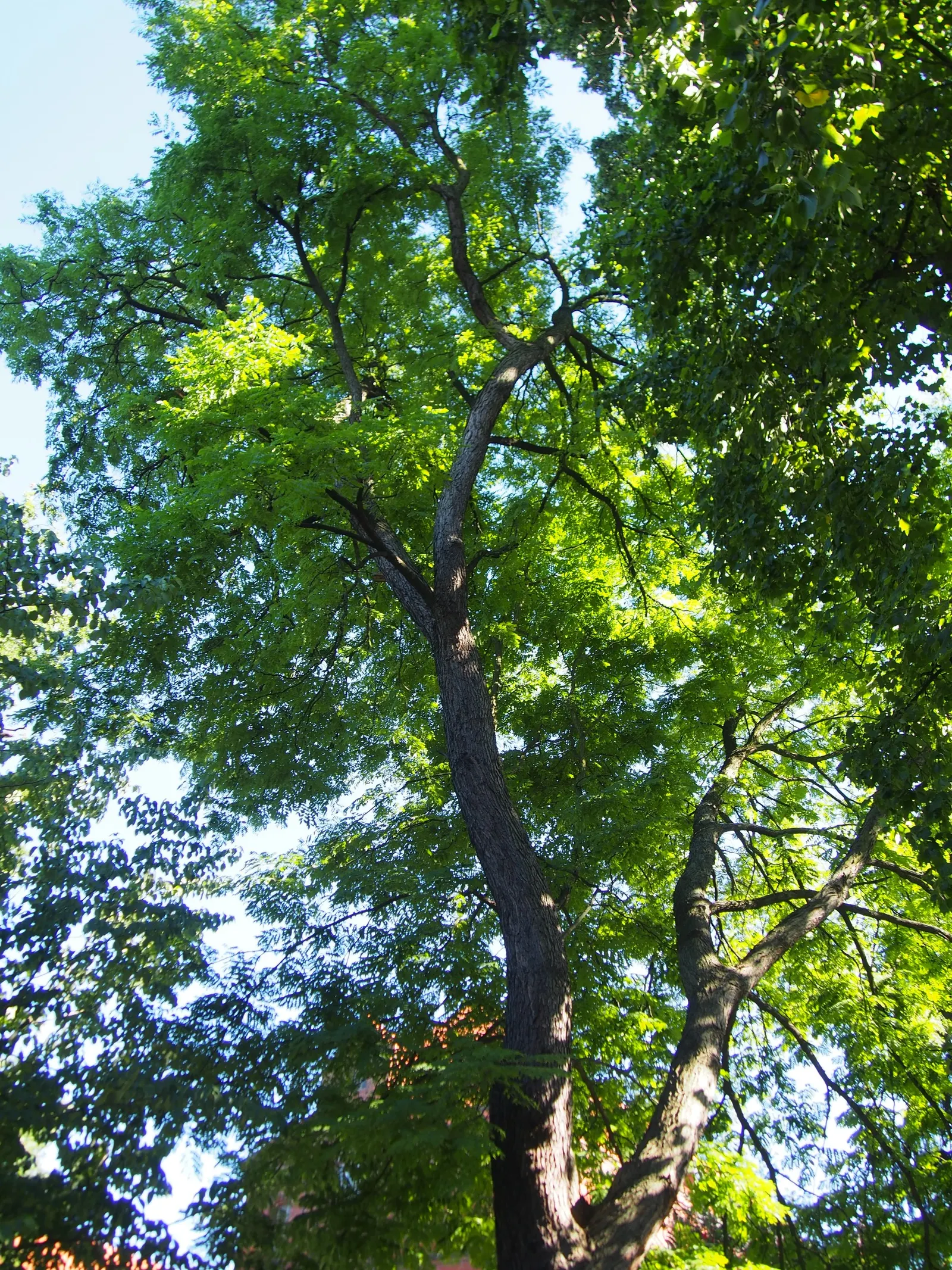 Kentucky Coffee Tree (Gymnocladus Dioicus) — meaning each tree is either male or female