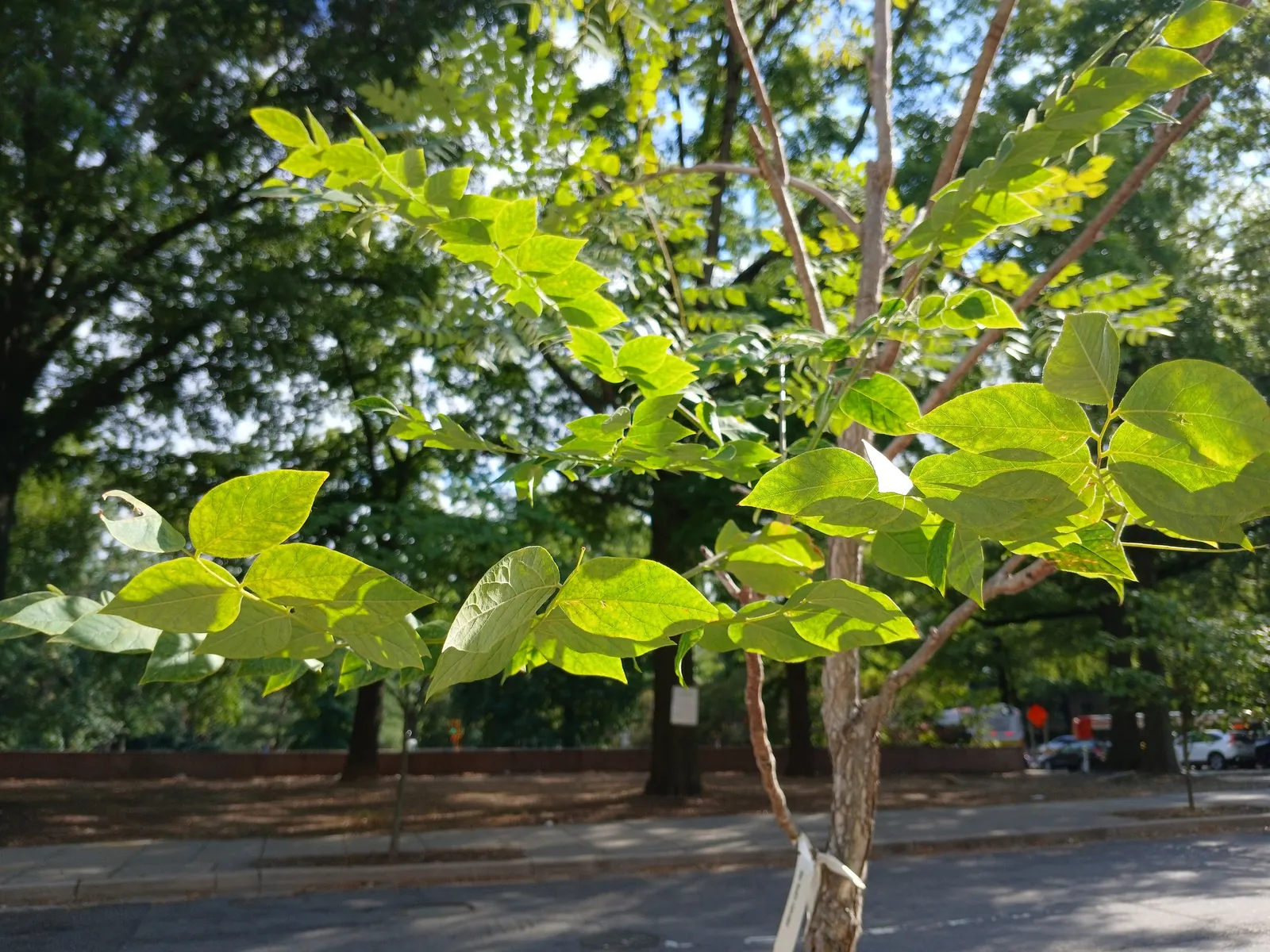 Kentucky Coffee Tree (Gymnocladus Dioicus) — growing 2 to 3 feet in length