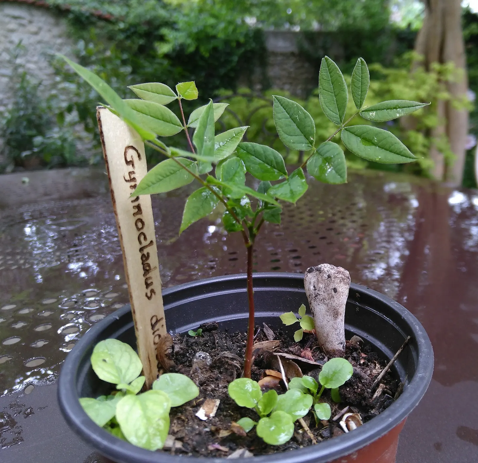 Kentucky Coffee Tree (Gymnocladus Dioicus) — When considering a Kentucky Coffee Tree for your design; reaching heights of 60-75 feet with a 40-50 feet spread