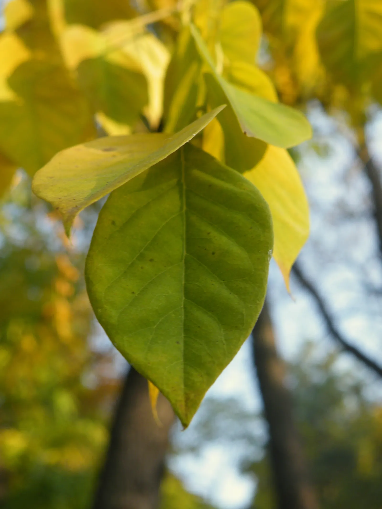 Kentucky Coffee Tree (Gymnocladus Dioicus) — dappled shade in summer before transitioning to a striking yellow hue in the fall