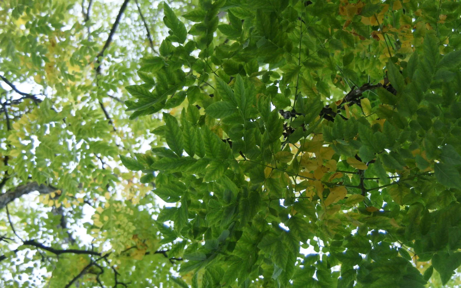 Kentucky Coffee Tree (Gymnocladus Dioicus) — yet sophisticated presence to any landscape design; the Kentucky Coffee Tree (Gymnocladus dioicus) is a bold