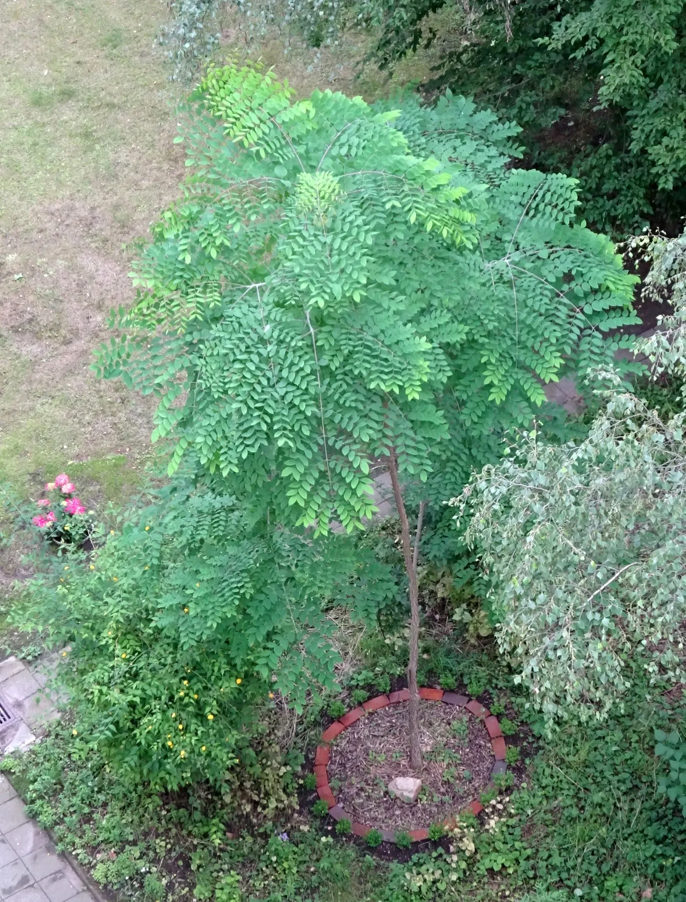 Kentucky Coffee Tree (Gymnocladus Dioicus) — In late spring, it produces fragrant, white flowers, followed by thick, leathery seed pods