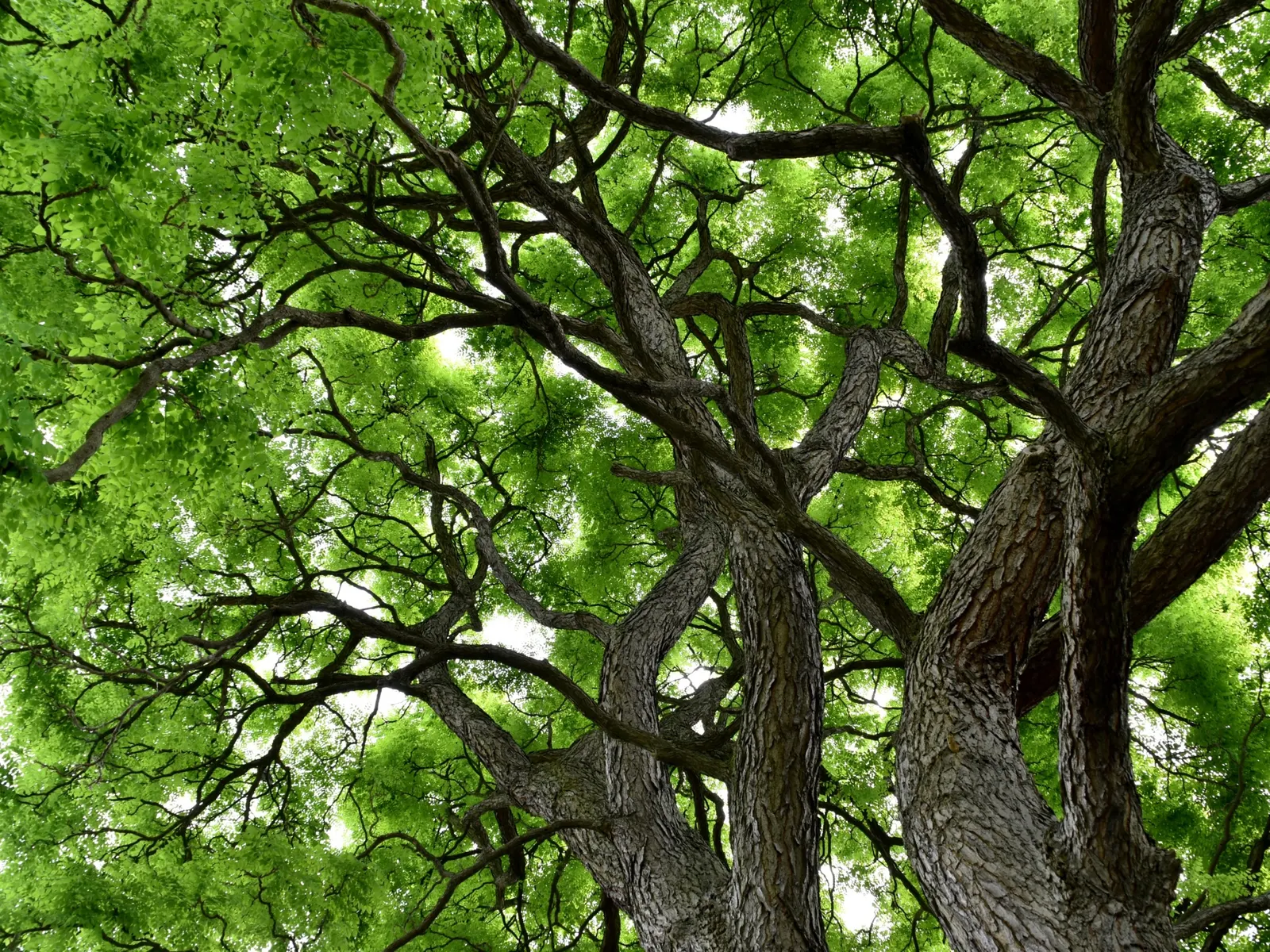 Kentucky Coffee Tree (Gymnocladus Dioicus) — Ideal for large spaces, it offers striking winter silhouette; growing 2 to 3 feet in length