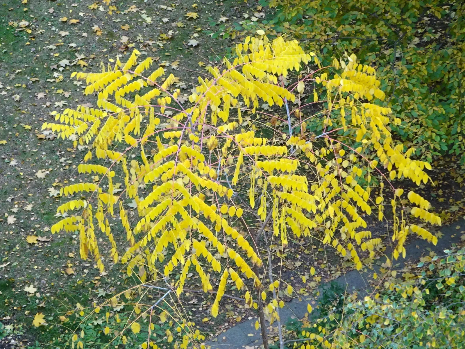 Kentucky Coffee Tree (Gymnocladus Dioicus) — The Kentucky Coffee Tree (Gymnocladus dioicus) is a bold