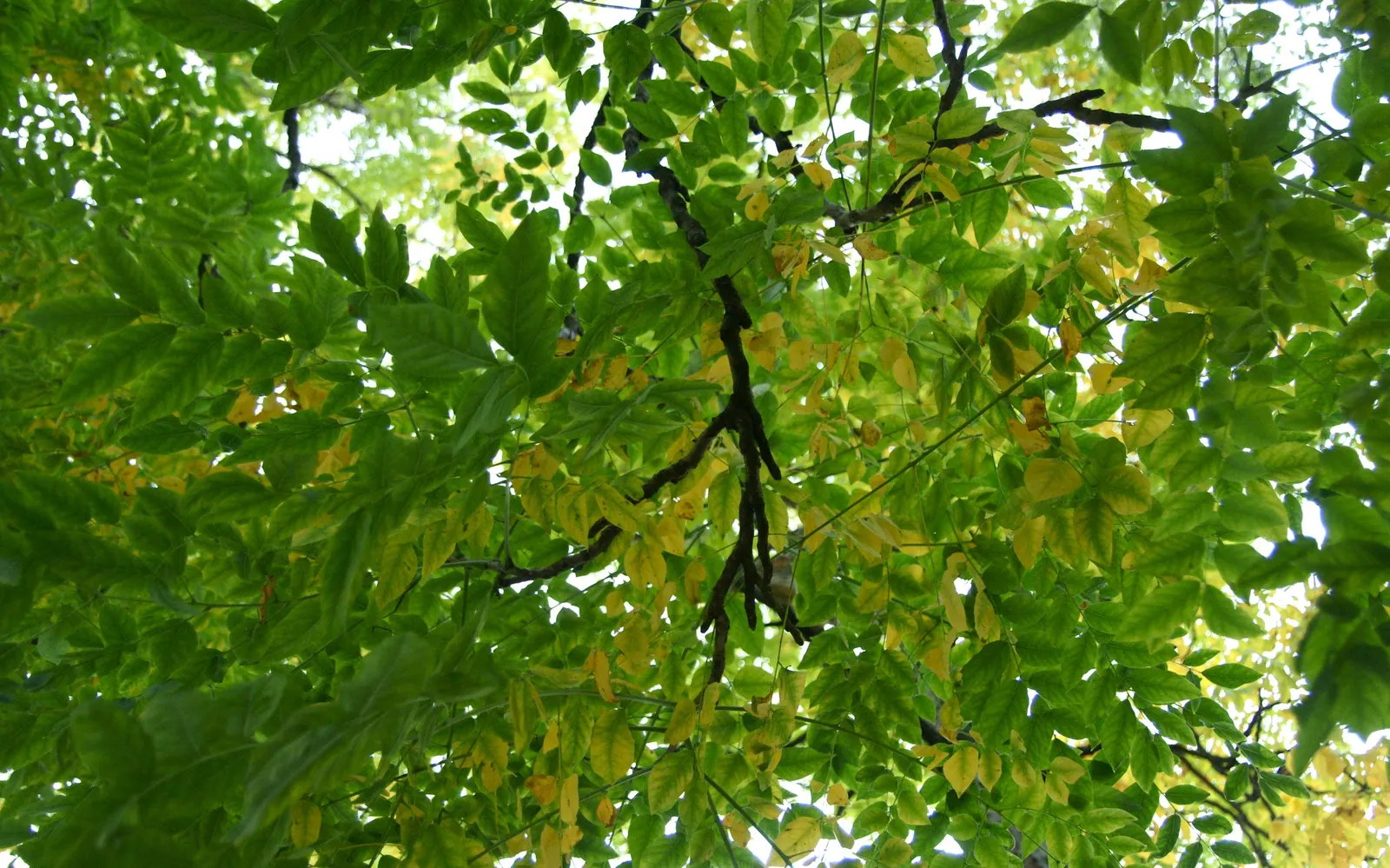 Kentucky Coffee Tree (Gymnocladus Dioicus) — while male trees maintain a cleaner appearance without the pods.<br><br>Hardy in USDA zones 3 through 8