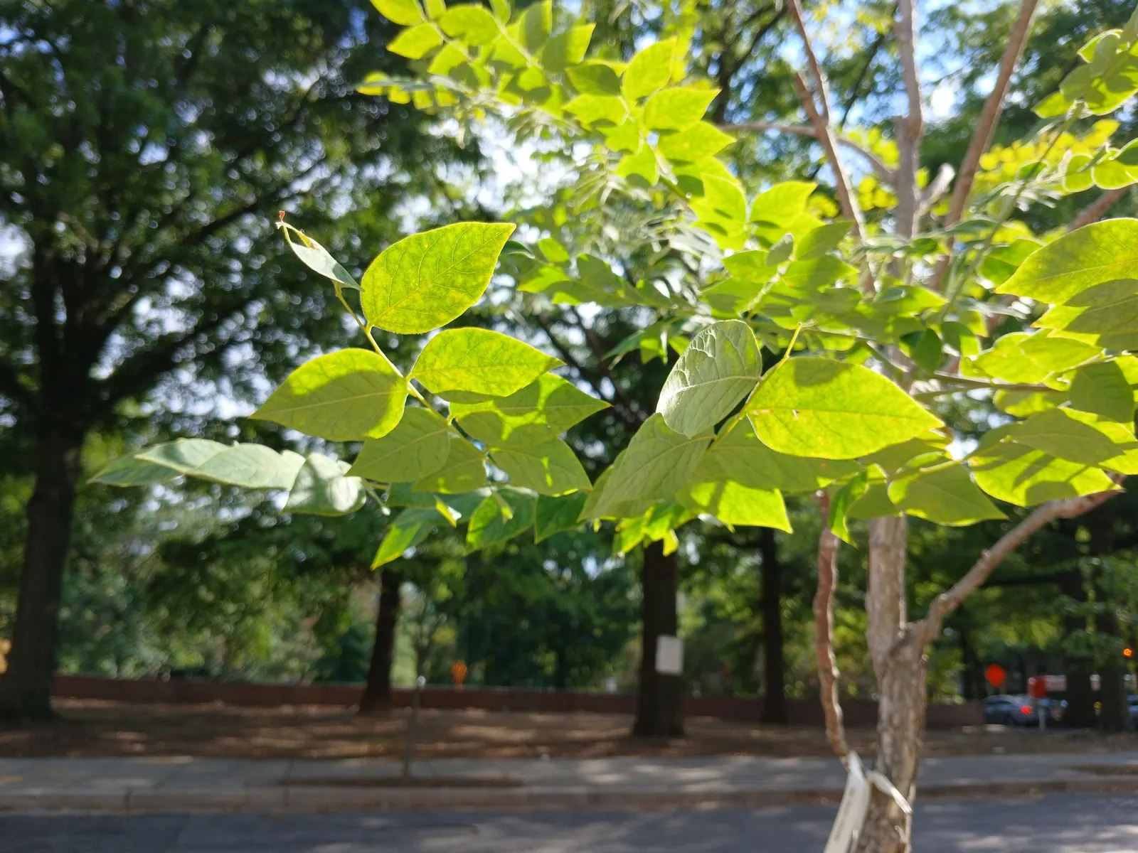 Kentucky Coffee Tree (Gymnocladus Dioicus) — including dry and alkaline soils